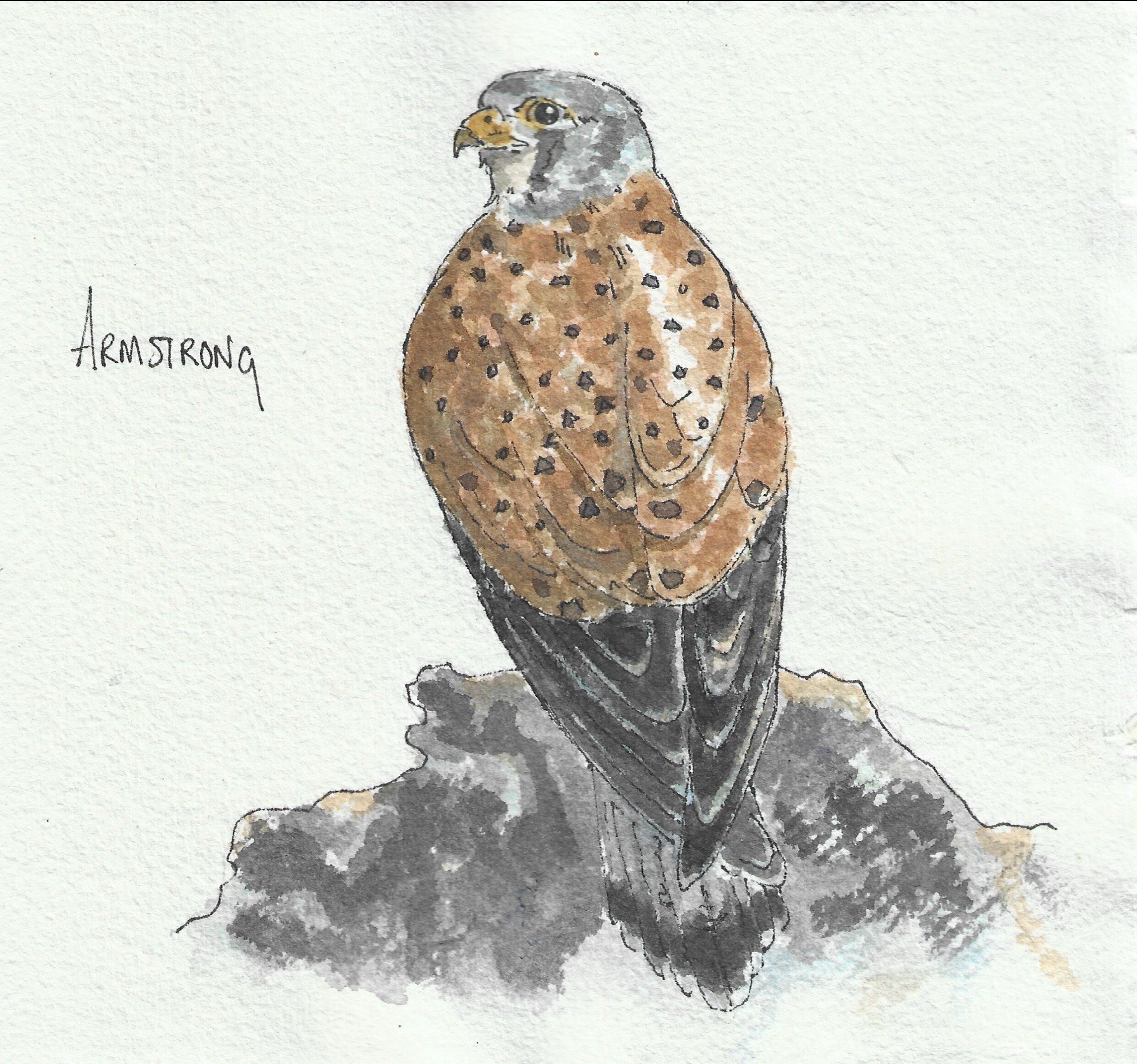 Kestrel.jpg