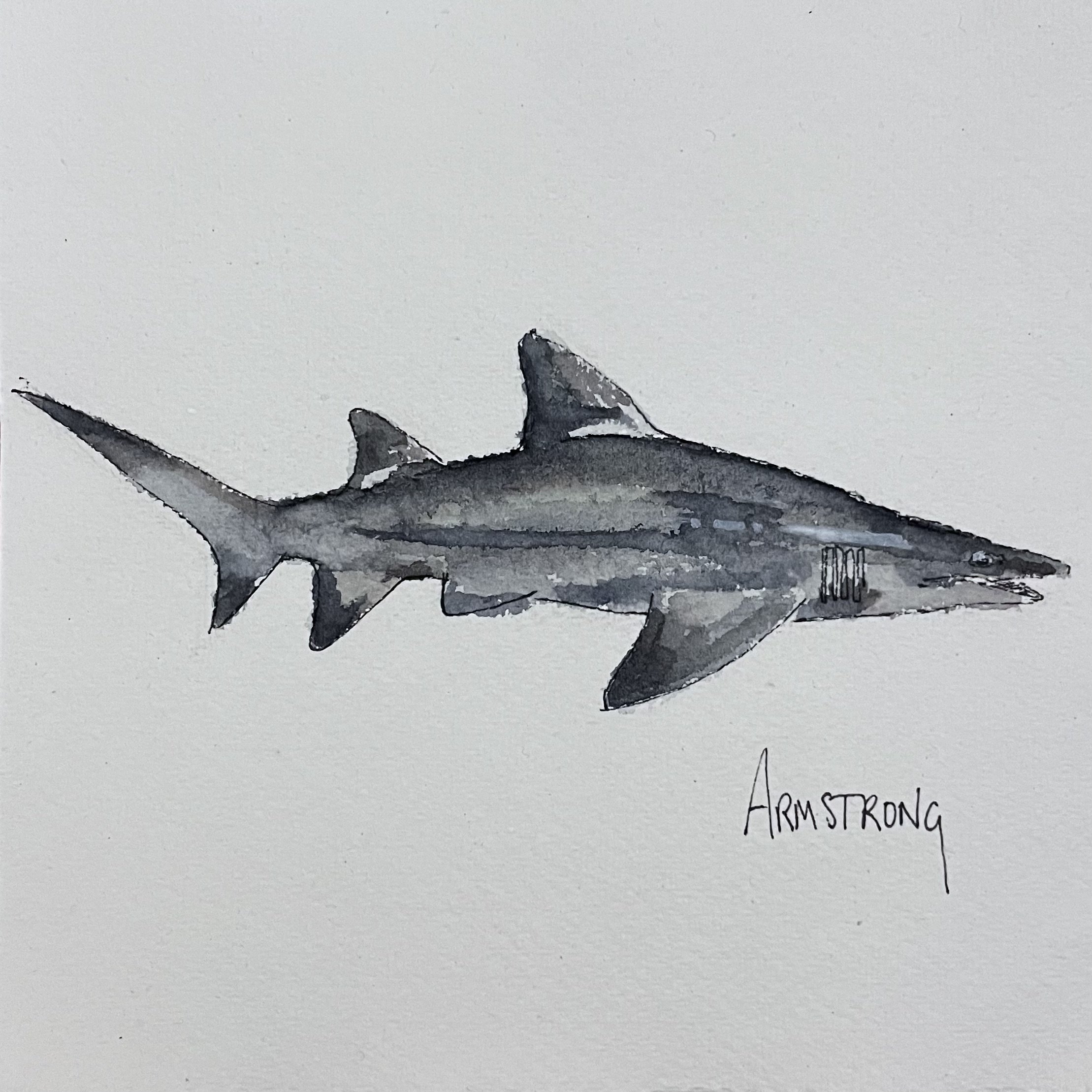 Watercolor painting of a shark with the word 'Armstrong' written below.