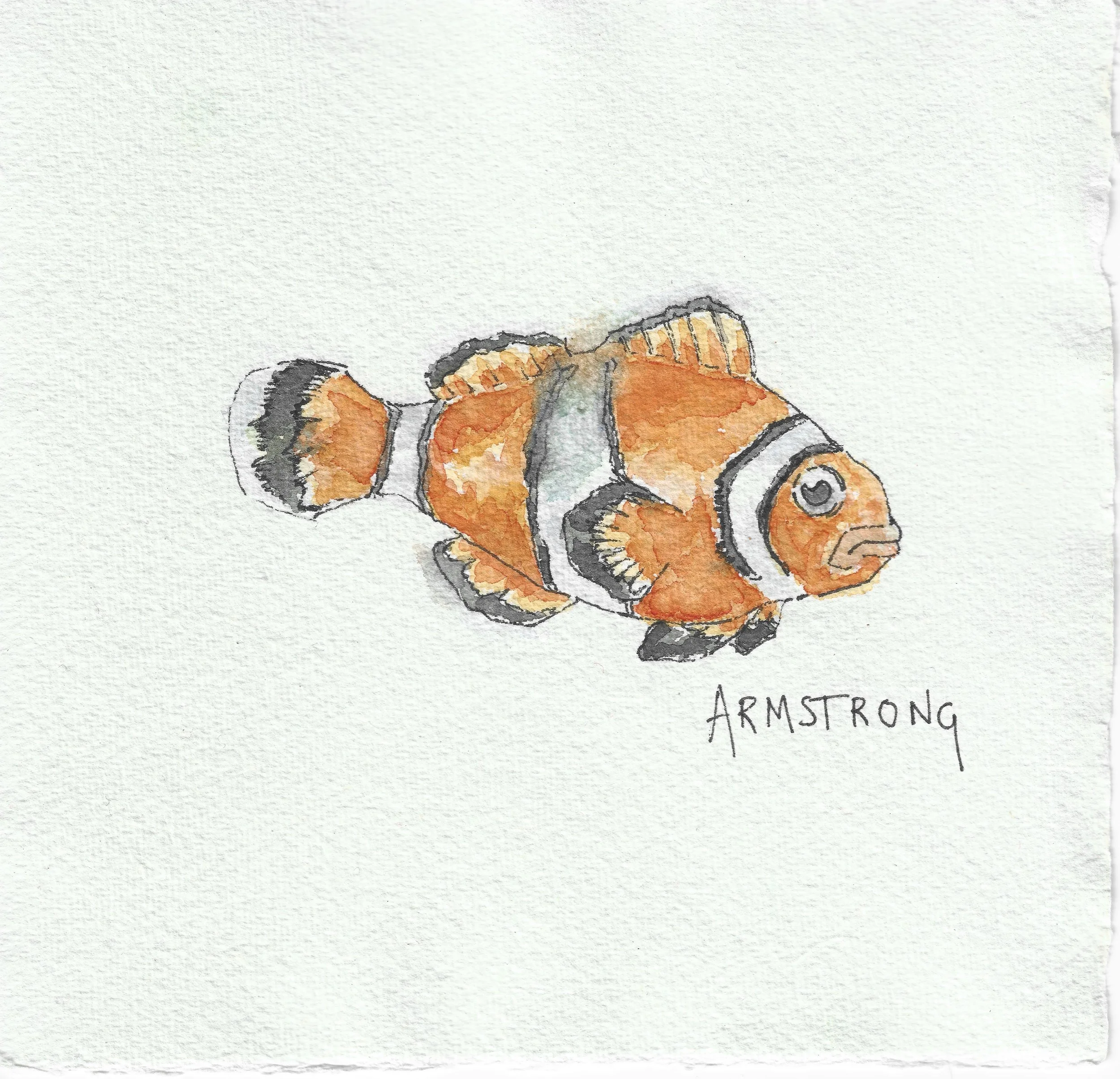 clown fish 15x15cm.jpeg