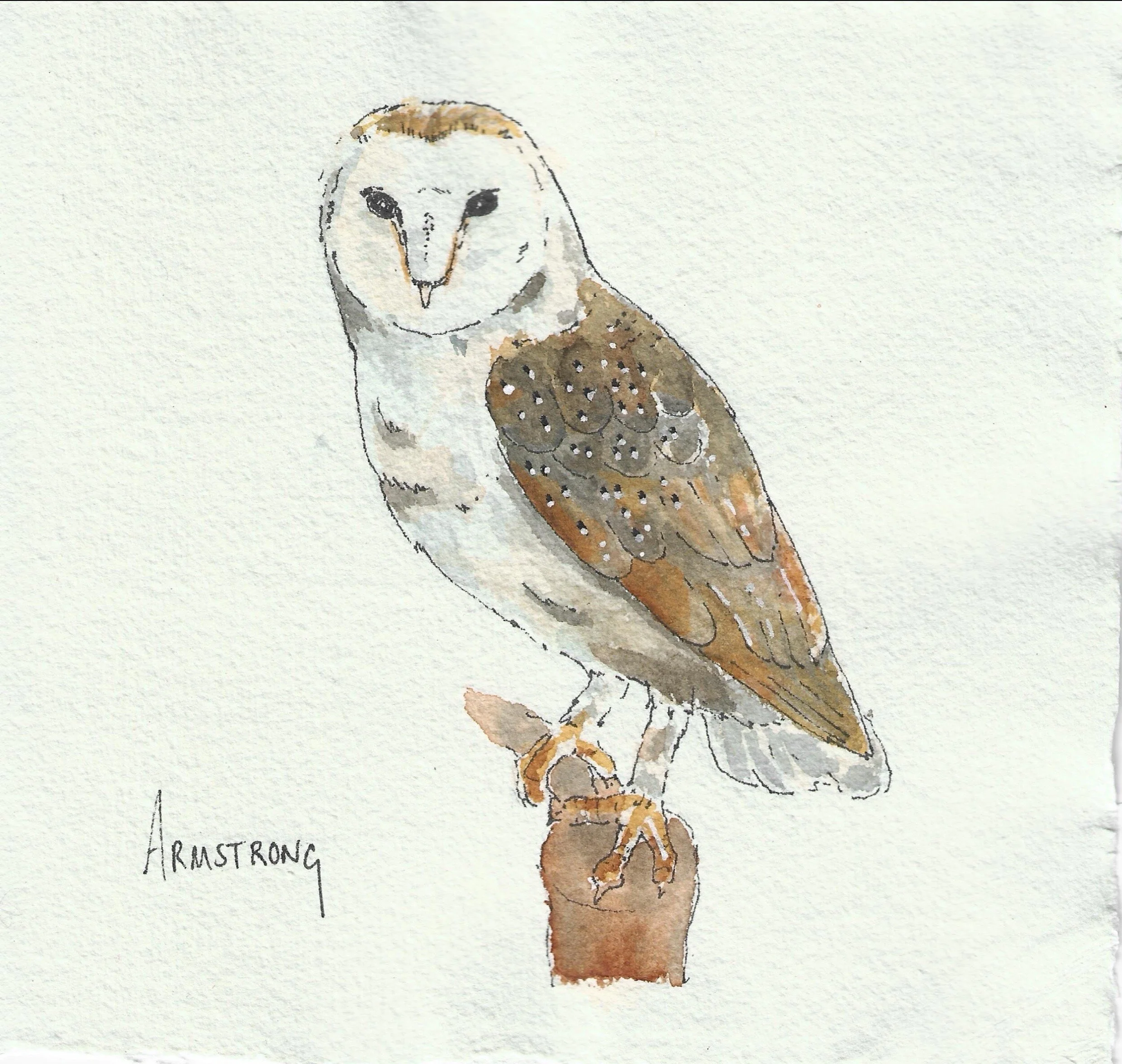 Barn owl.jpg