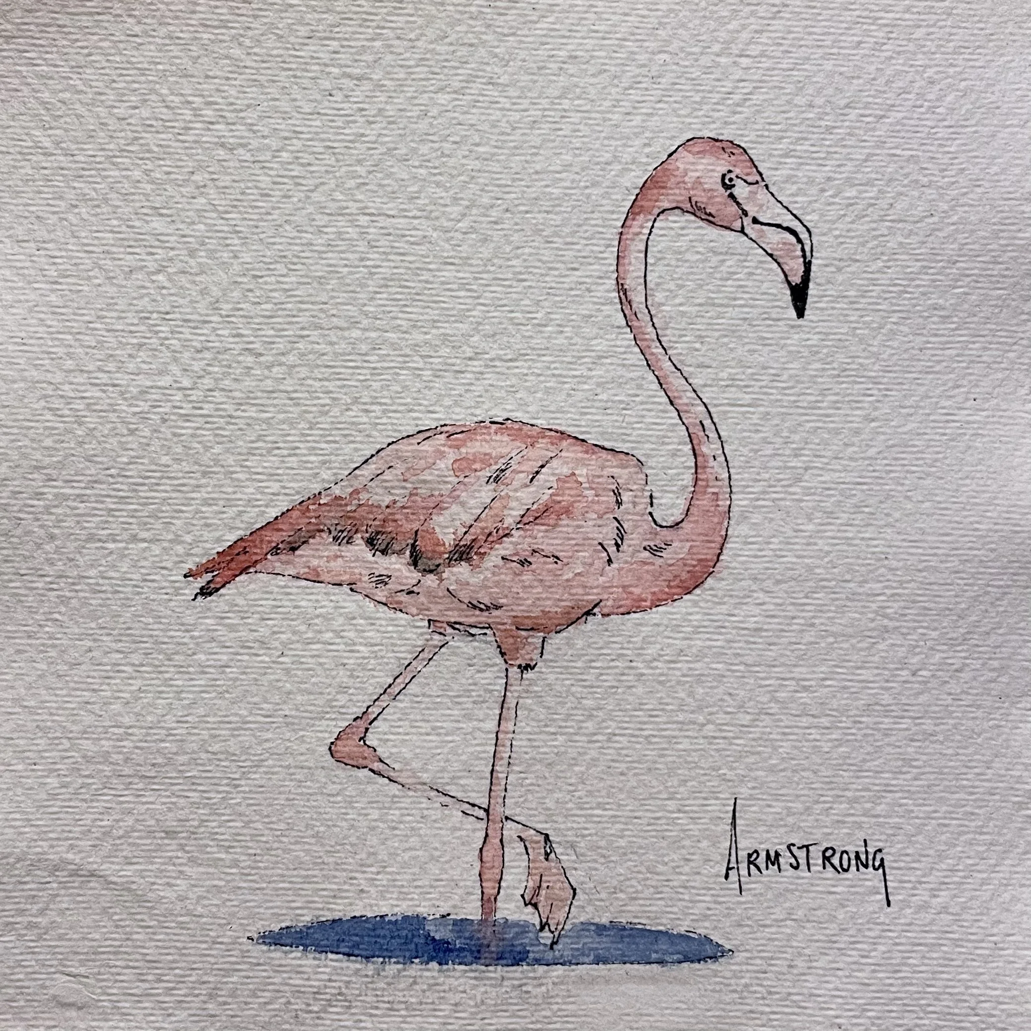 Watercolor illustration of a pink flamingo standing on one leg with a blue shadow beneath it, signed by Armstrong.