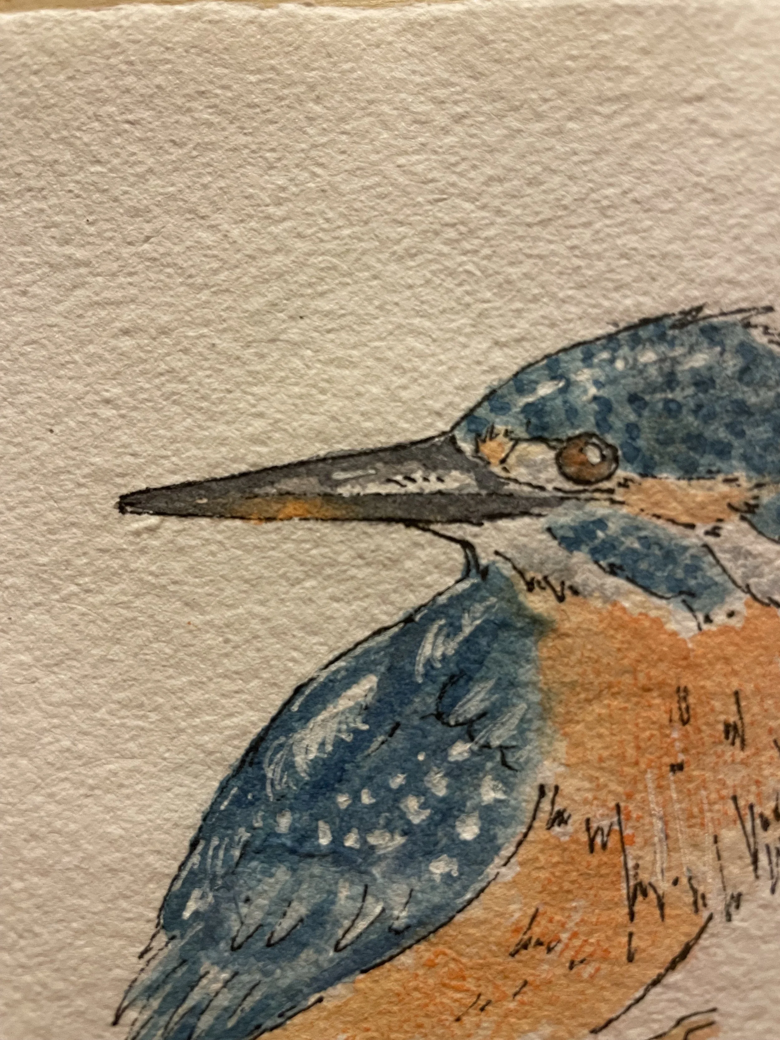 king fisher 4.jpeg