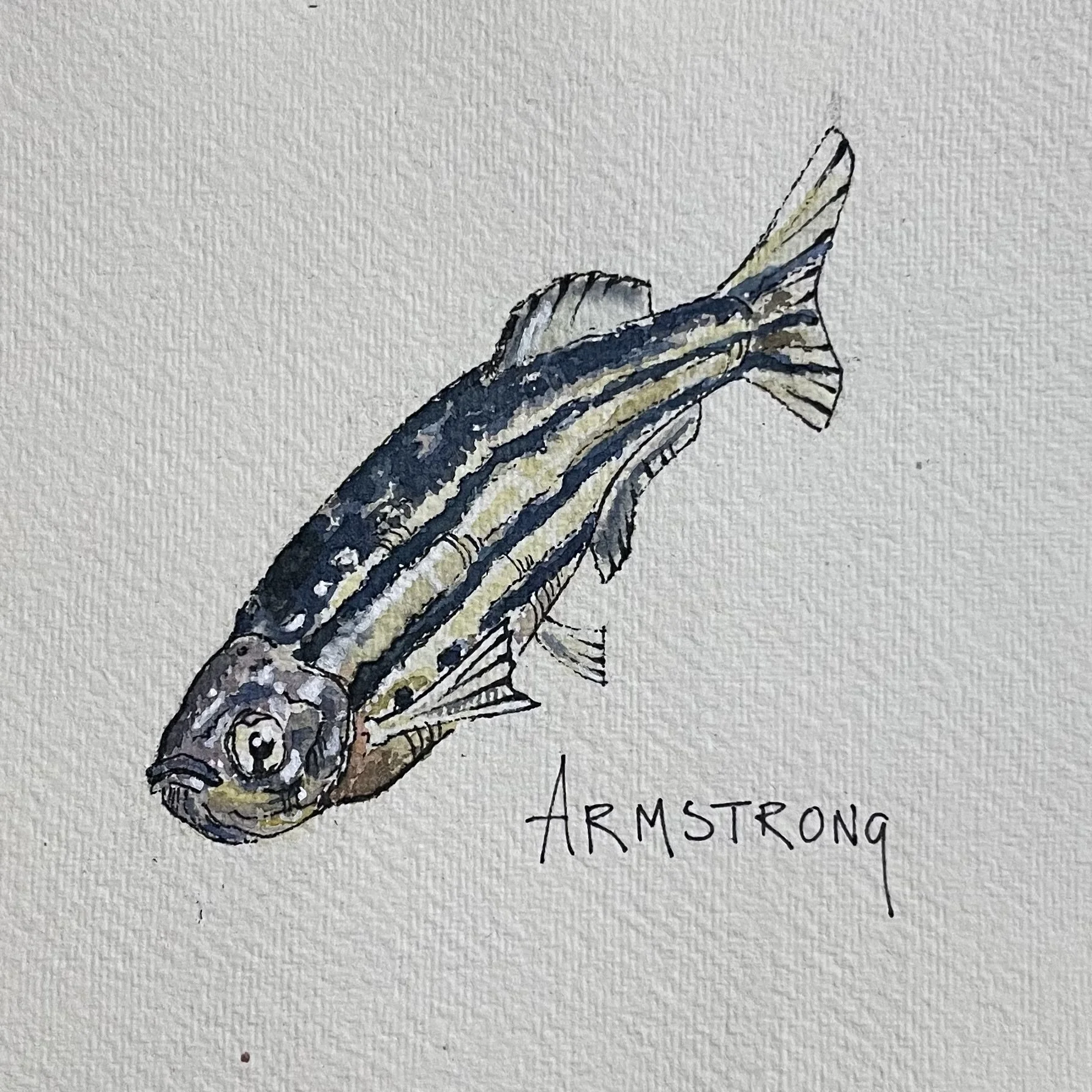 A watercolor painting of a fish with black and yellow stripes, labeled "Armstrong" below it.