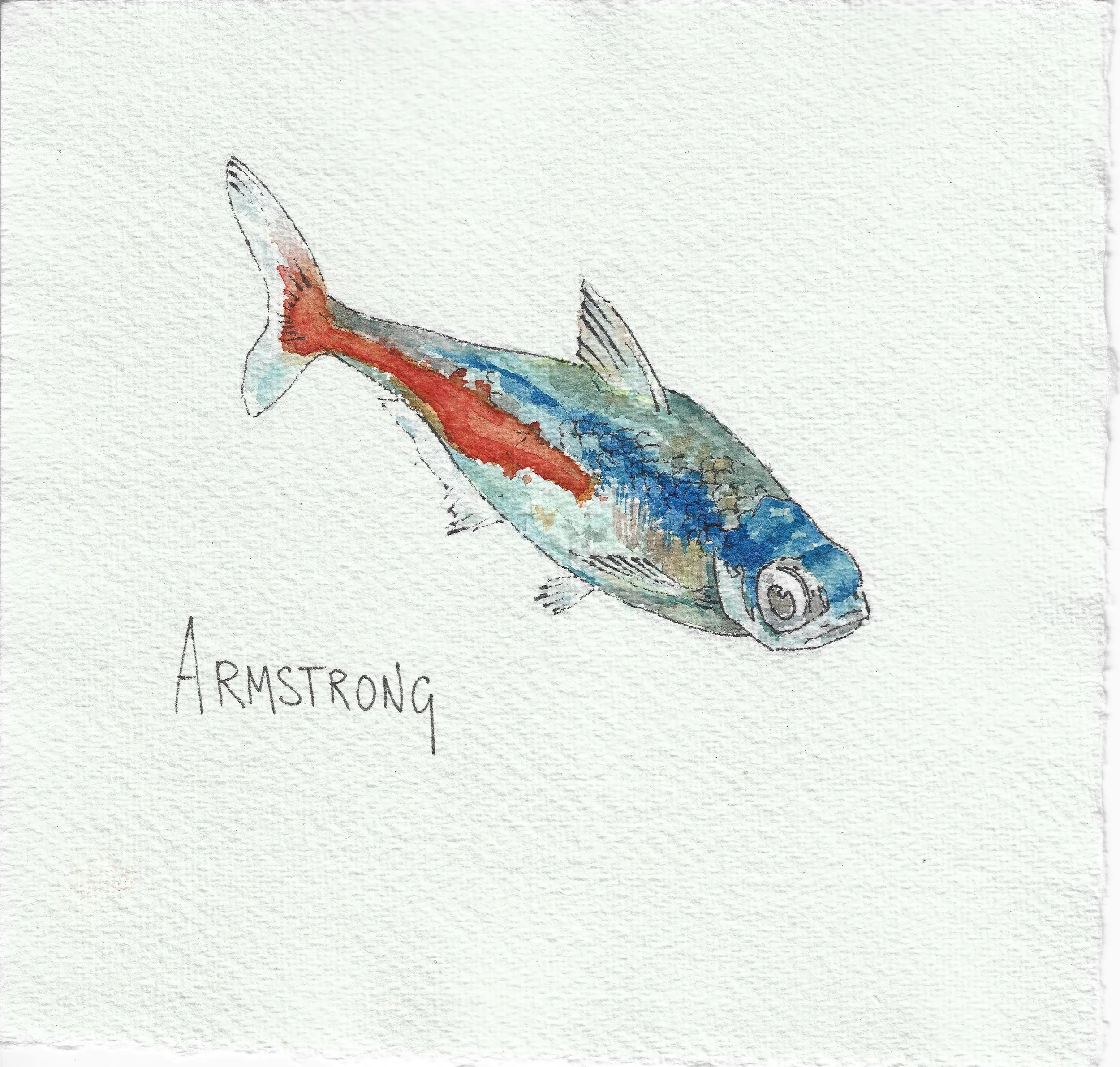 neon tetra 15x15cm.jpeg
