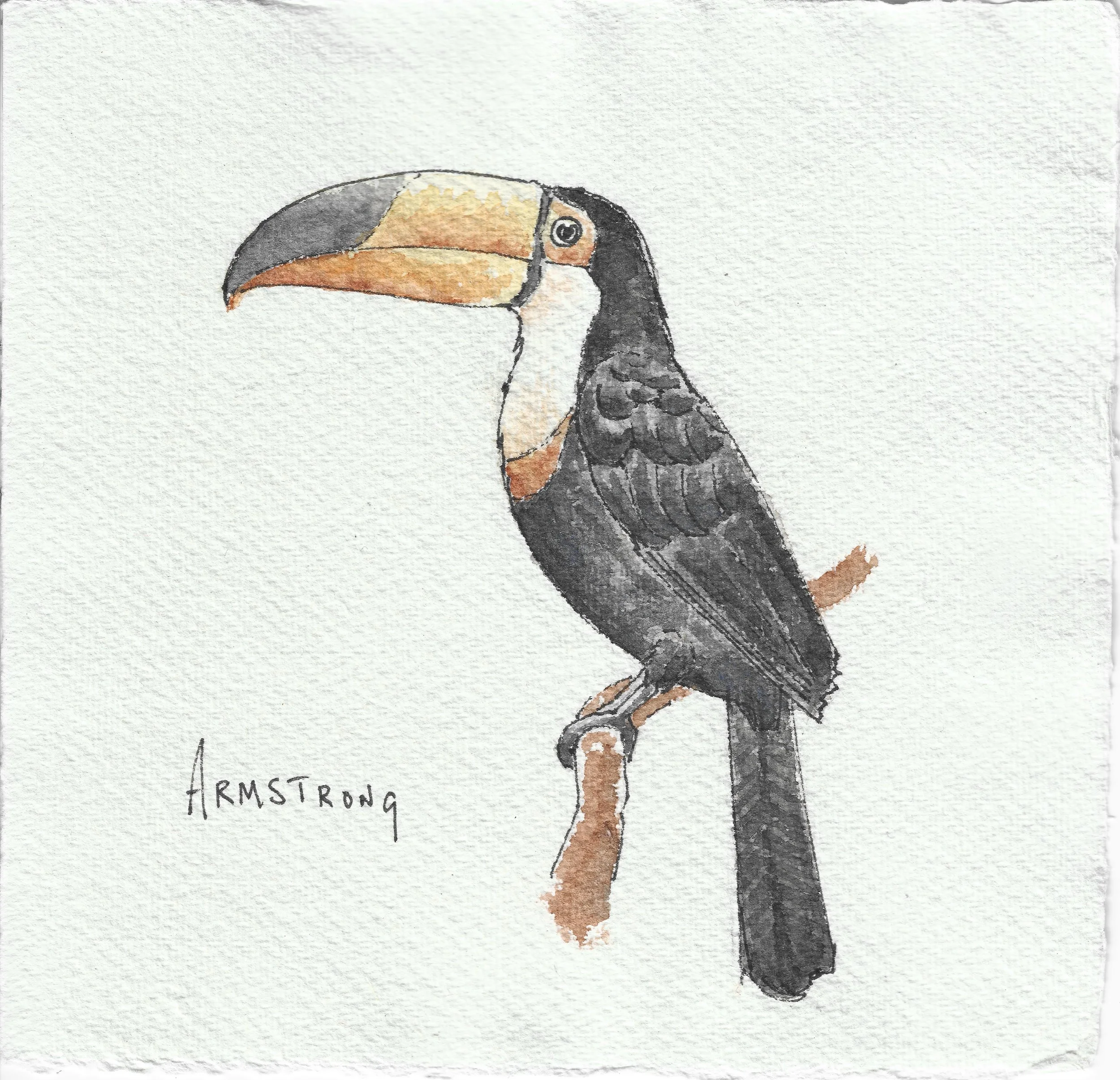 toucan 15x15cm.jpeg