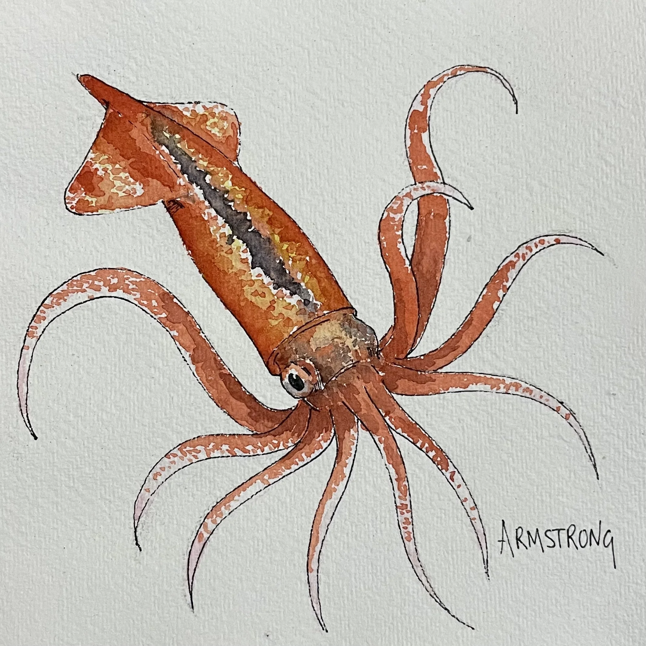 Watercolor painting of a squid with orange and brown coloration and the word 'Armstrong' signed at the bottom right.