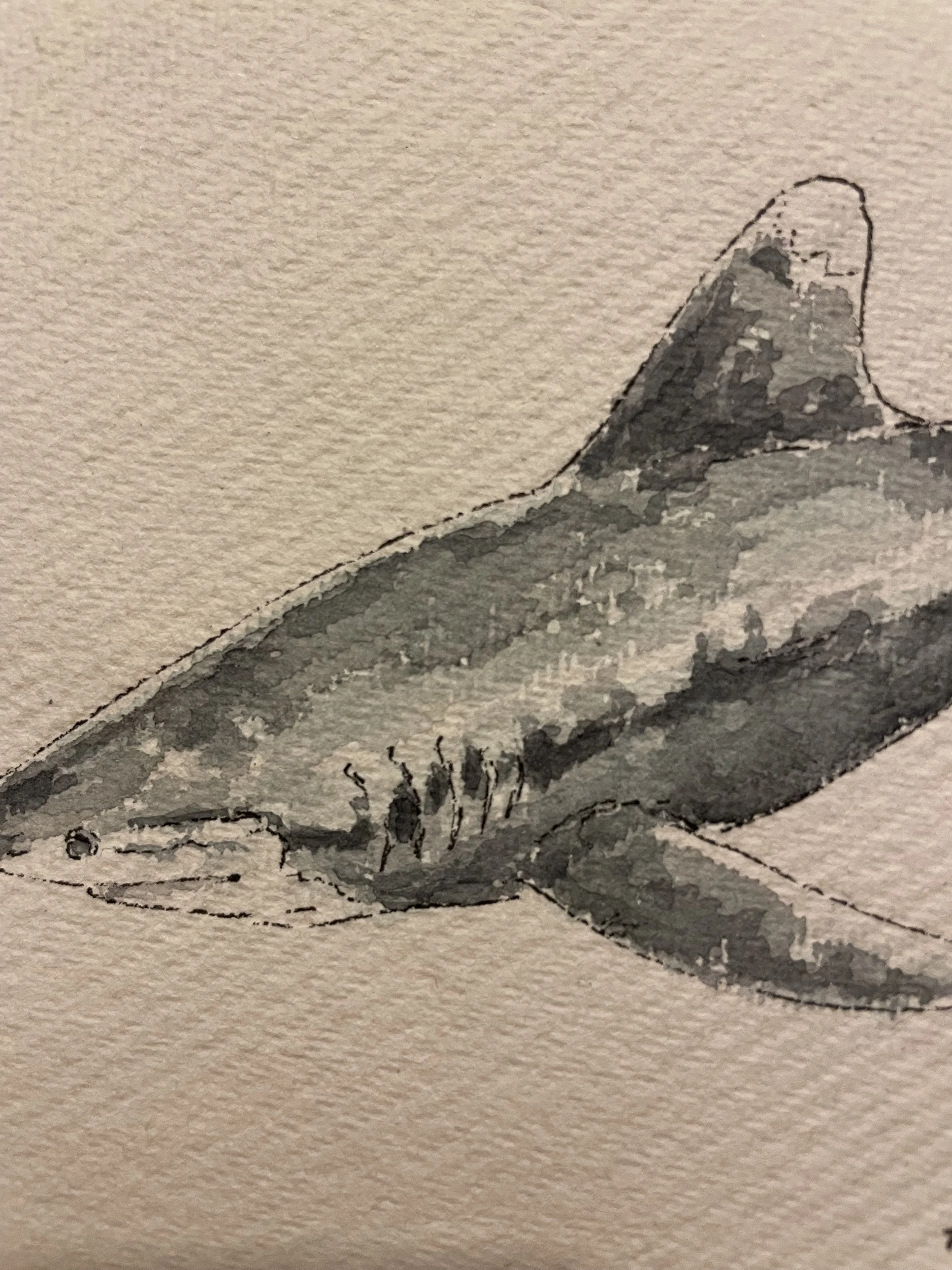 white tipped shark 2.jpeg