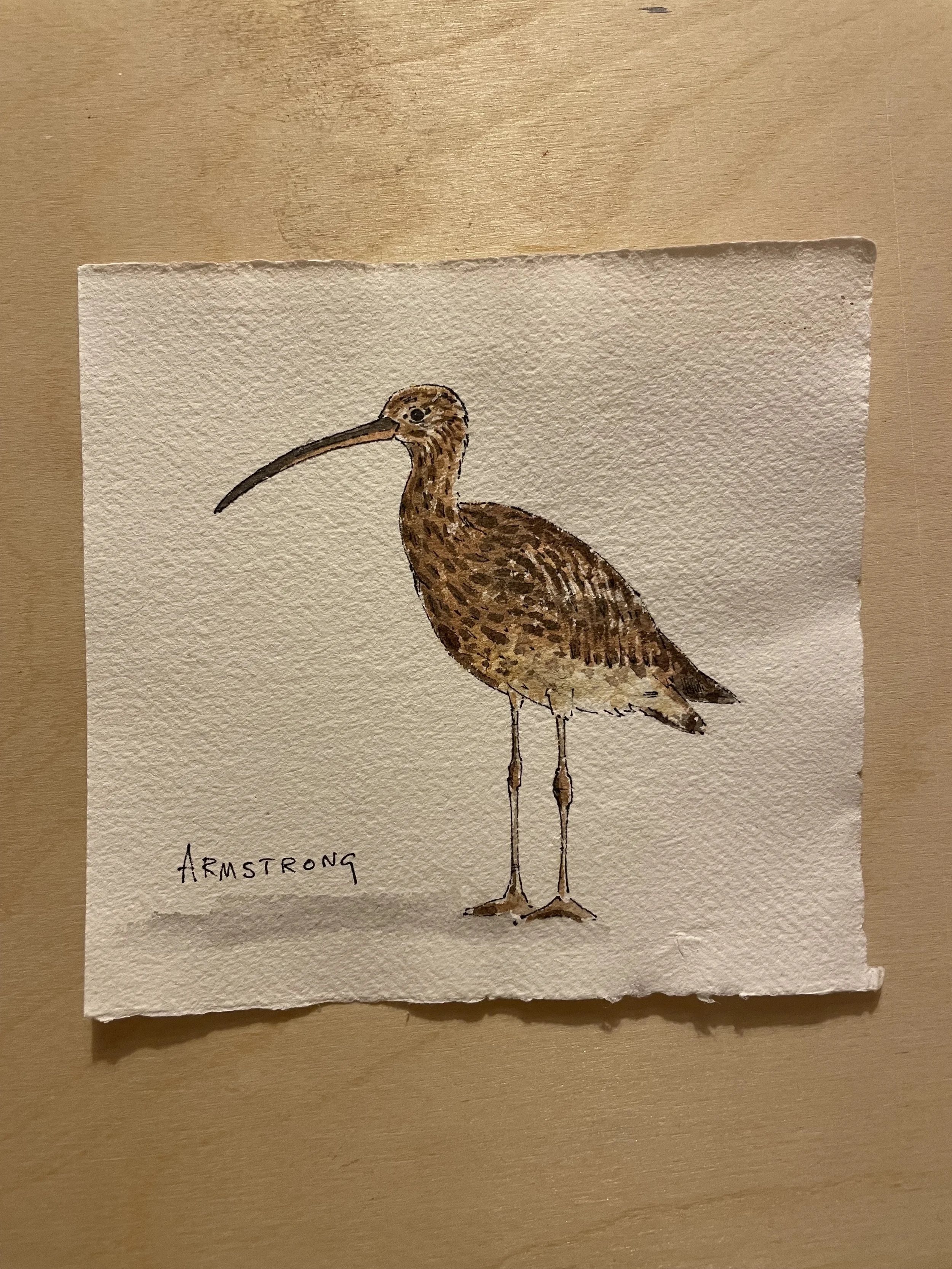 curlew 1.jpeg