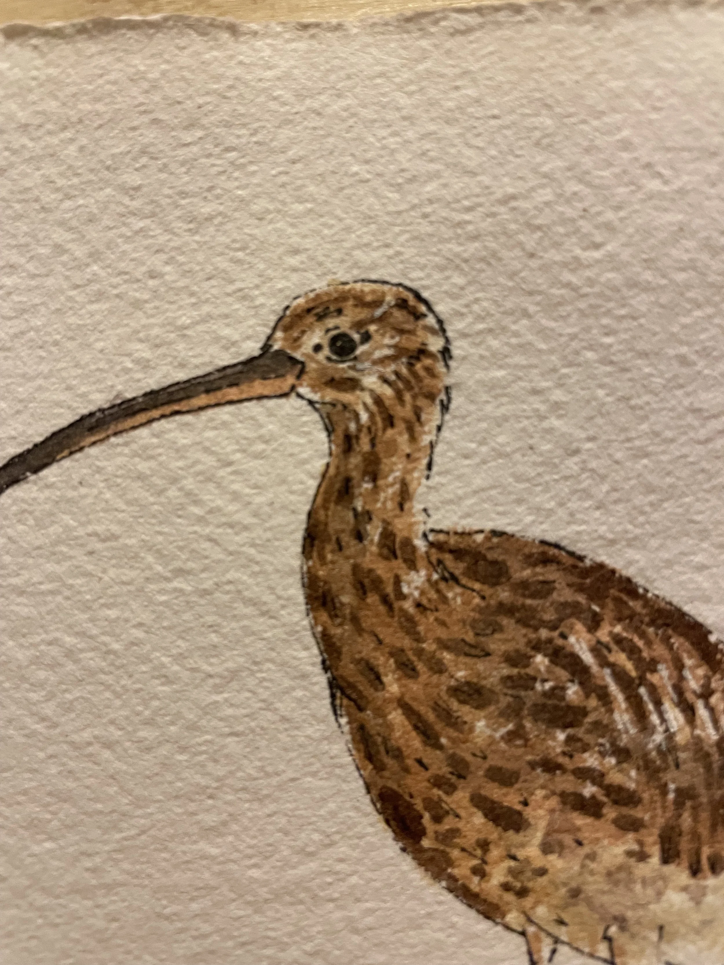 curlew 2.jpeg