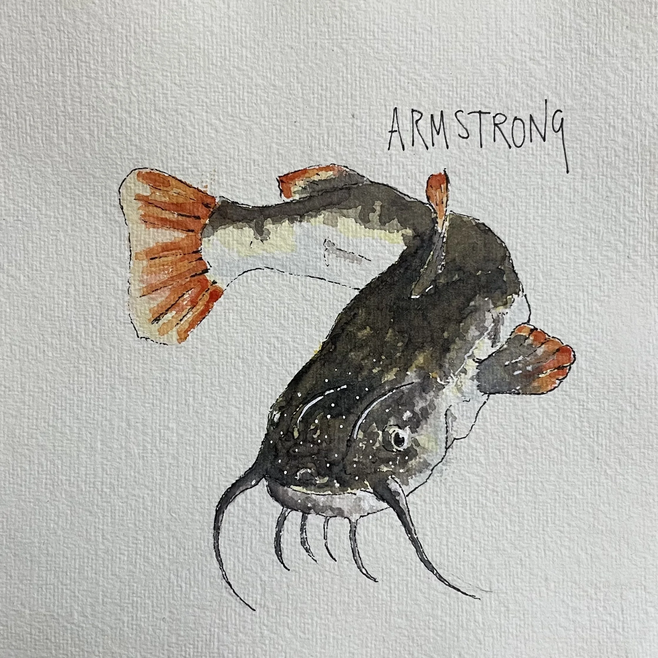 A watercolor painting of a fish with orange fins, a black and white body, and long whisker-like barbels. The word "ARMSTRONG" is written above the fish.