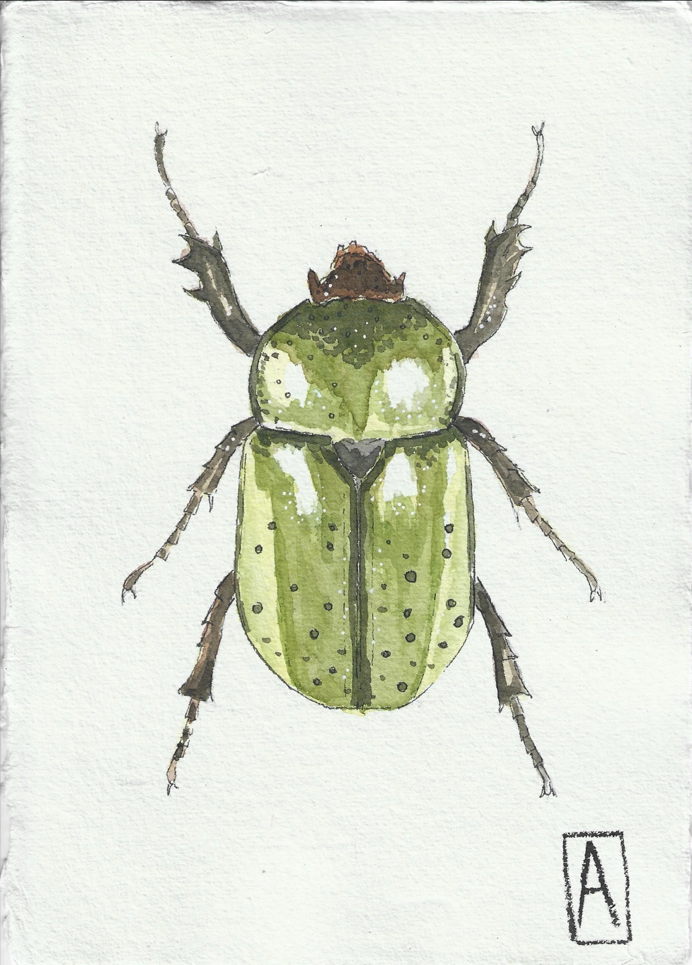 Hercules beetle