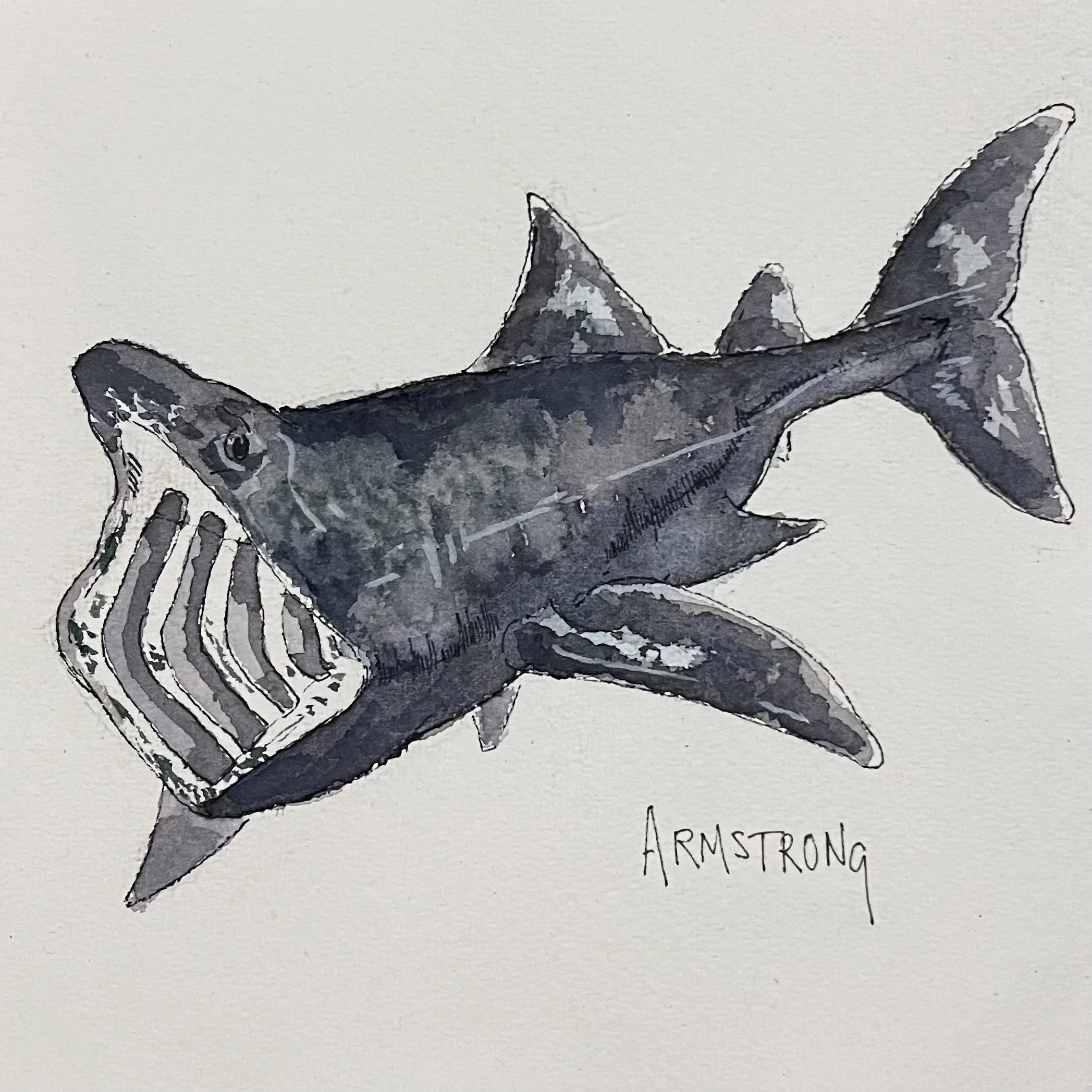Watercolor illustration of a great white shark with a grill in its mouth, signed by Armstrong.