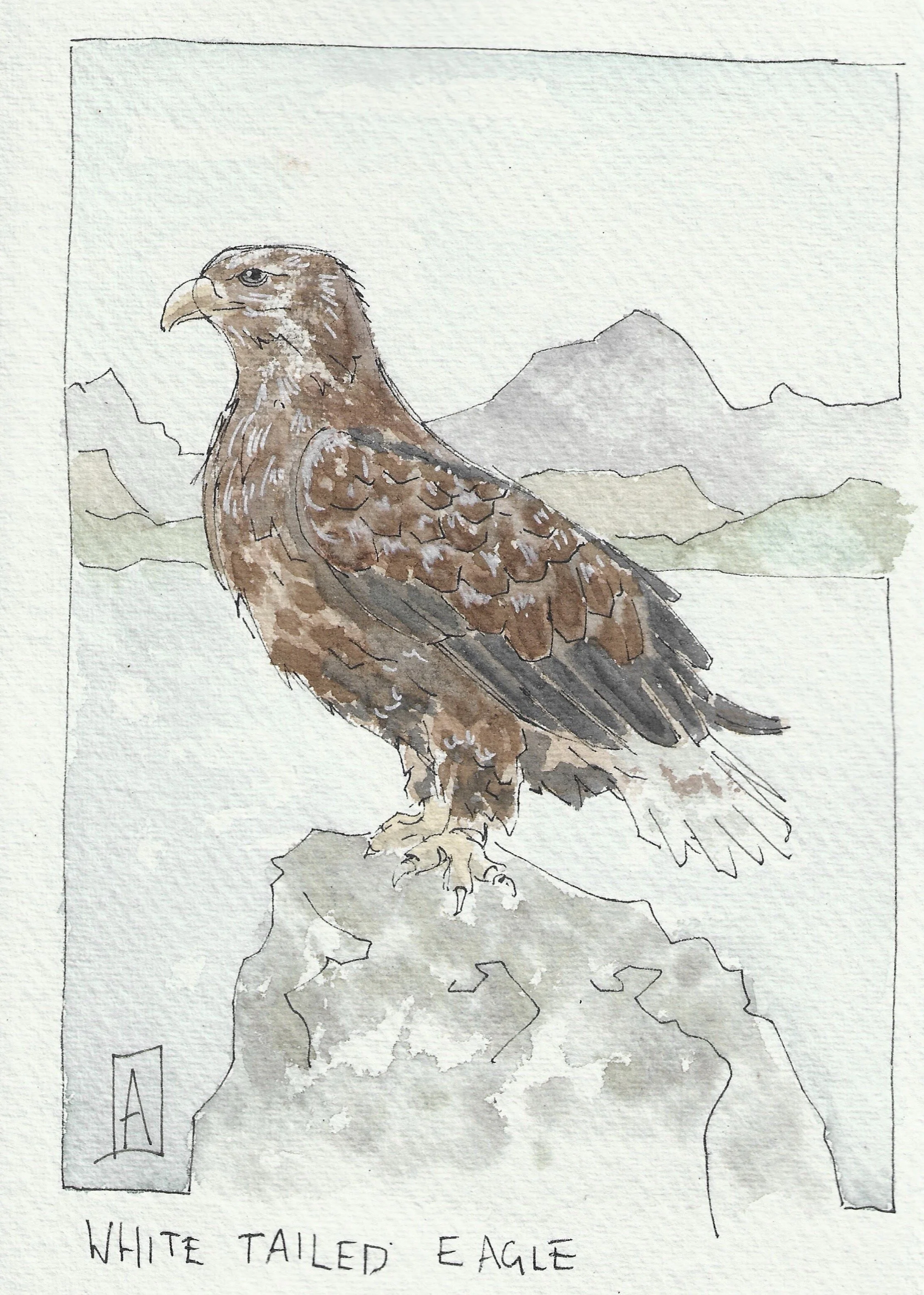 White tailed eagle sketch.jpg