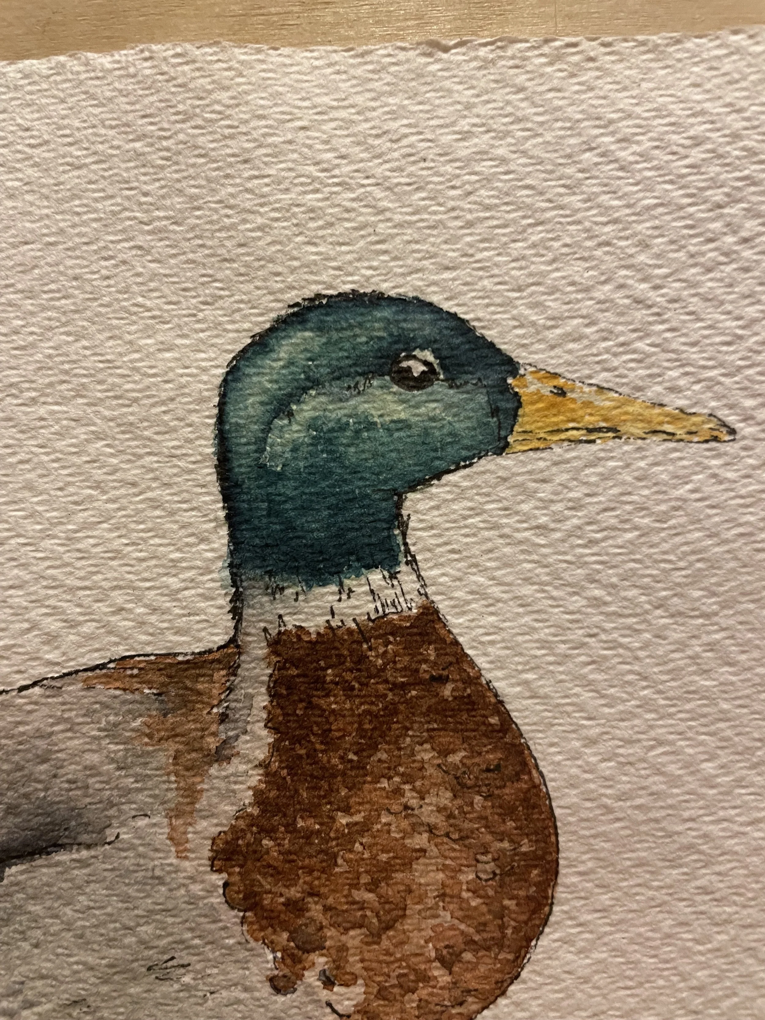 mallard duck 2.jpeg