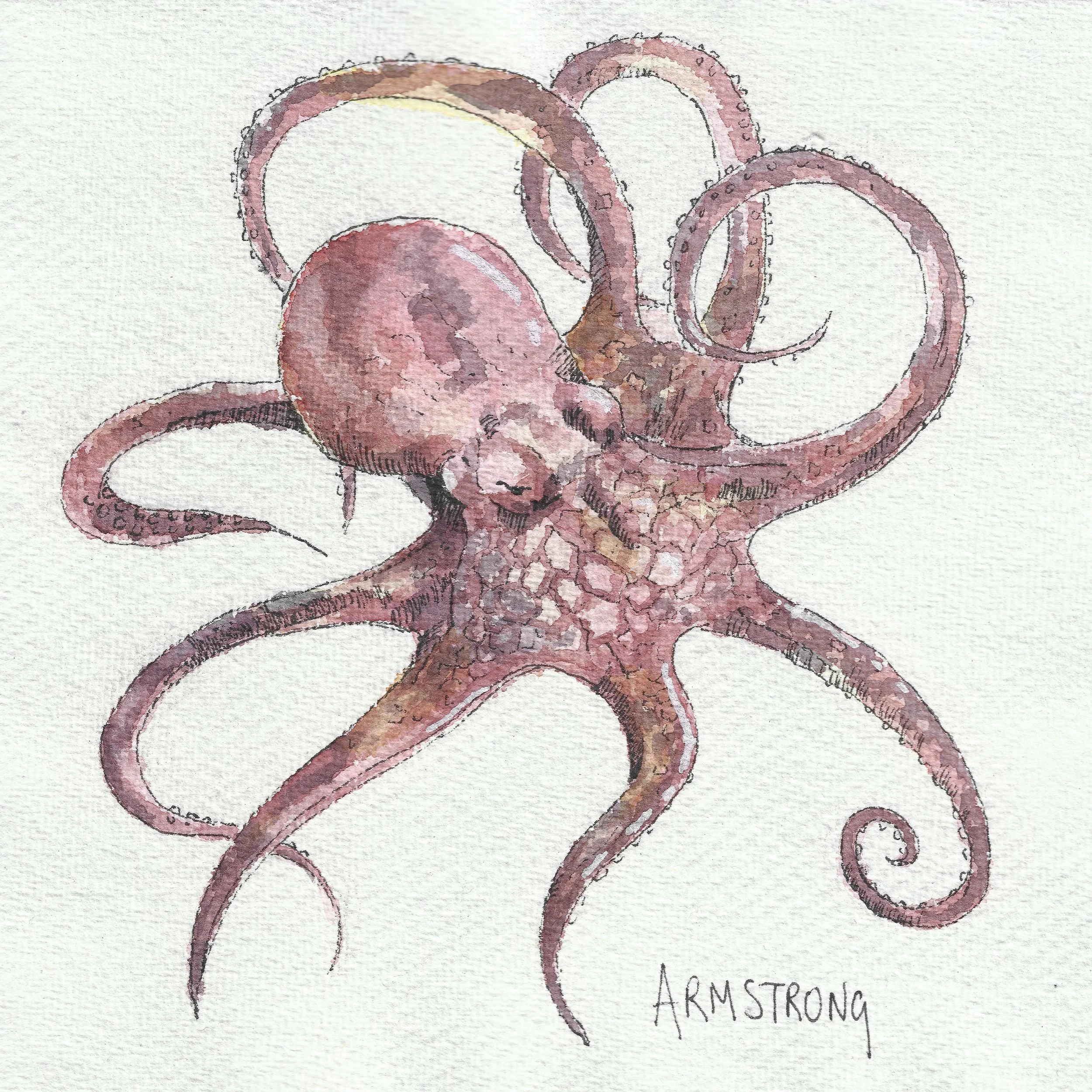Common octopus 15x15cm .jpg