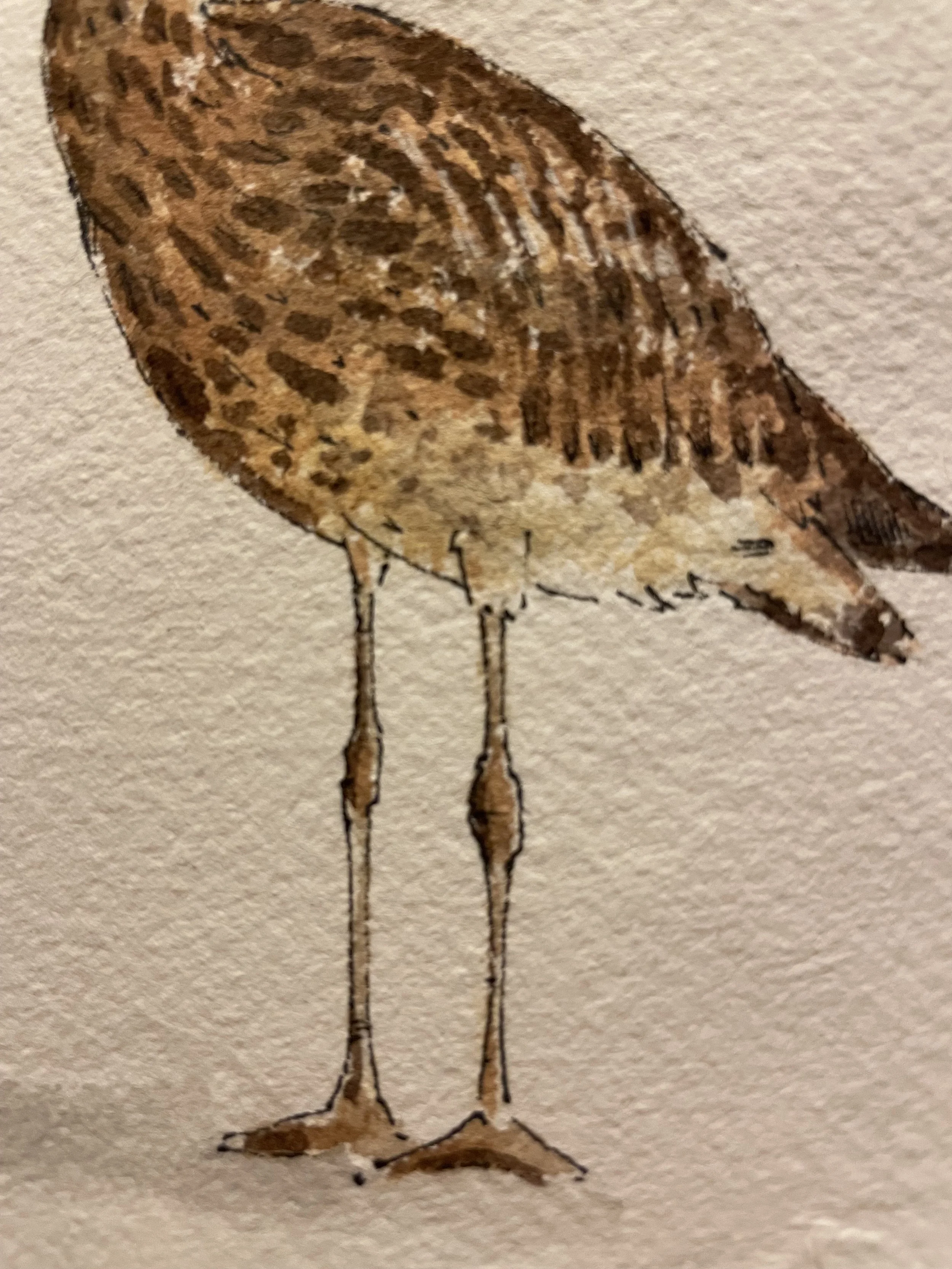 curlew 3.jpeg
