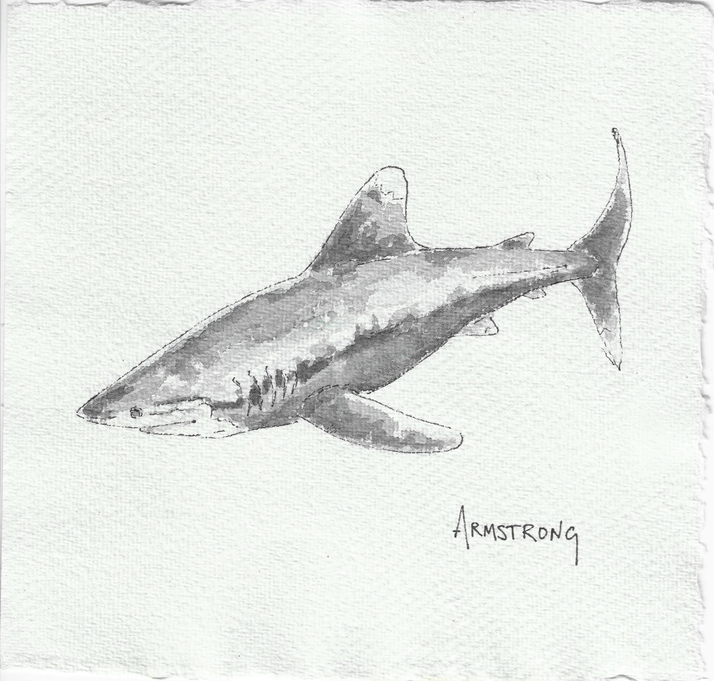 white tipped shark 15x15cm.jpeg