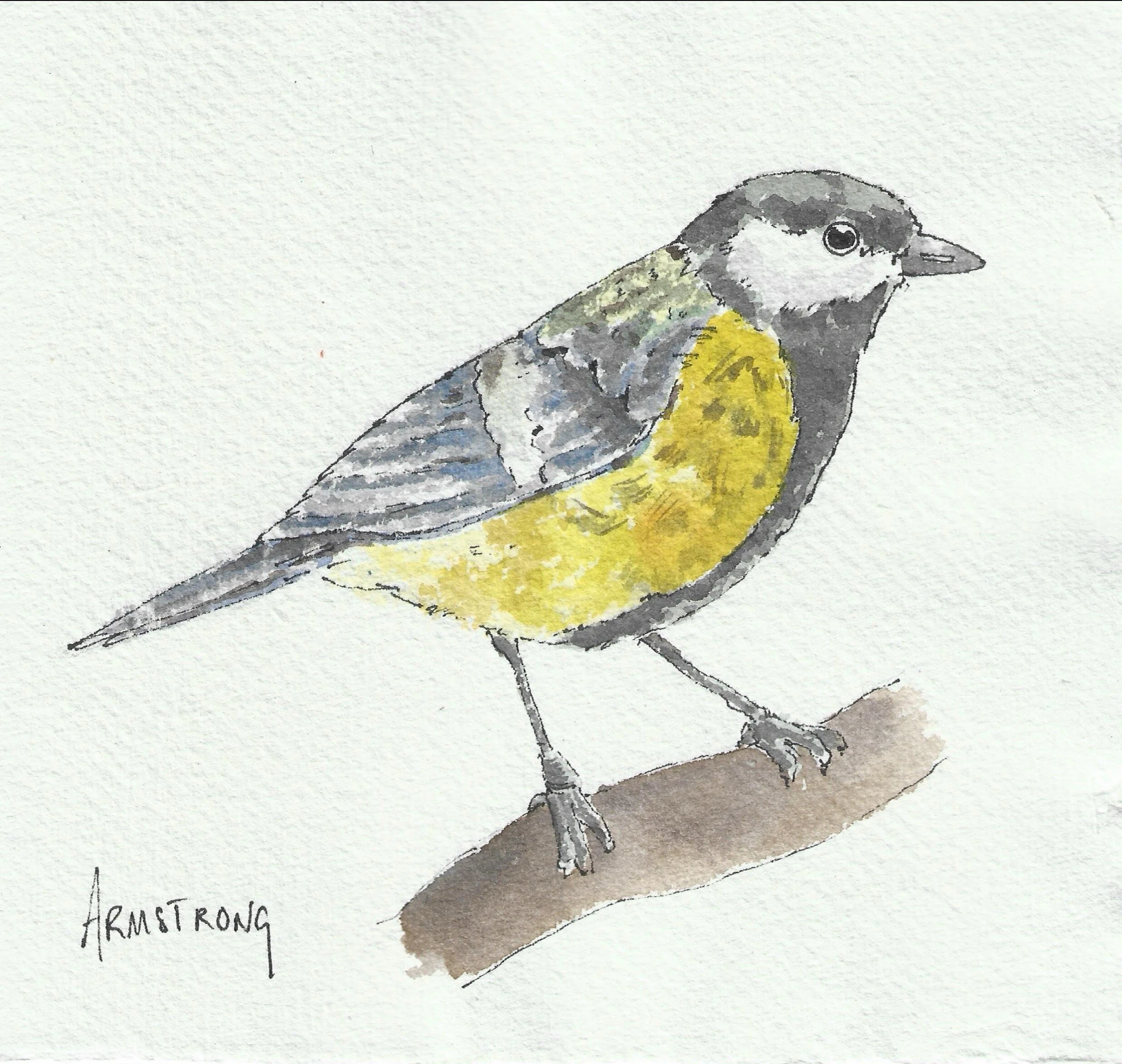 Great tit].jpg