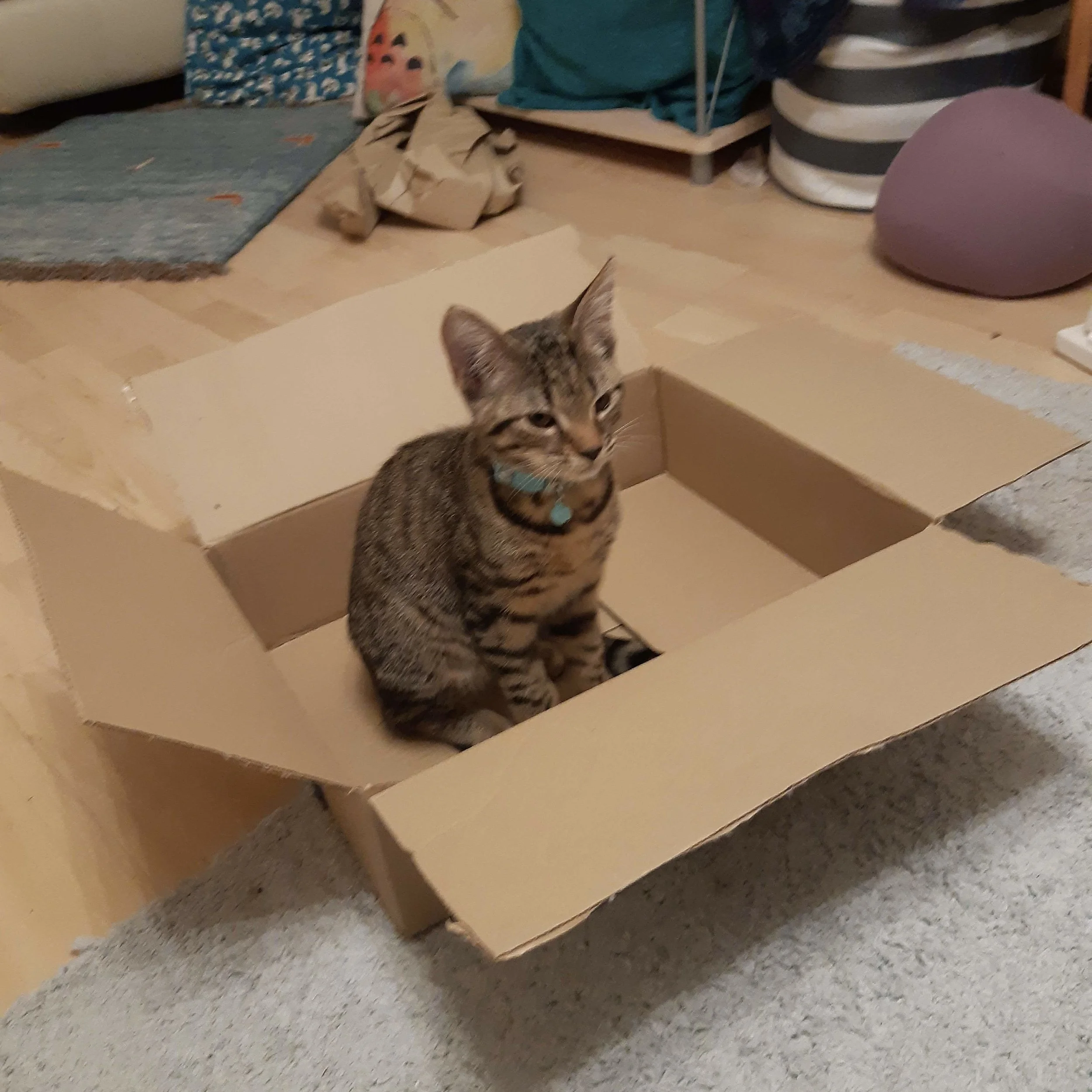 Kitten in a box.jpg