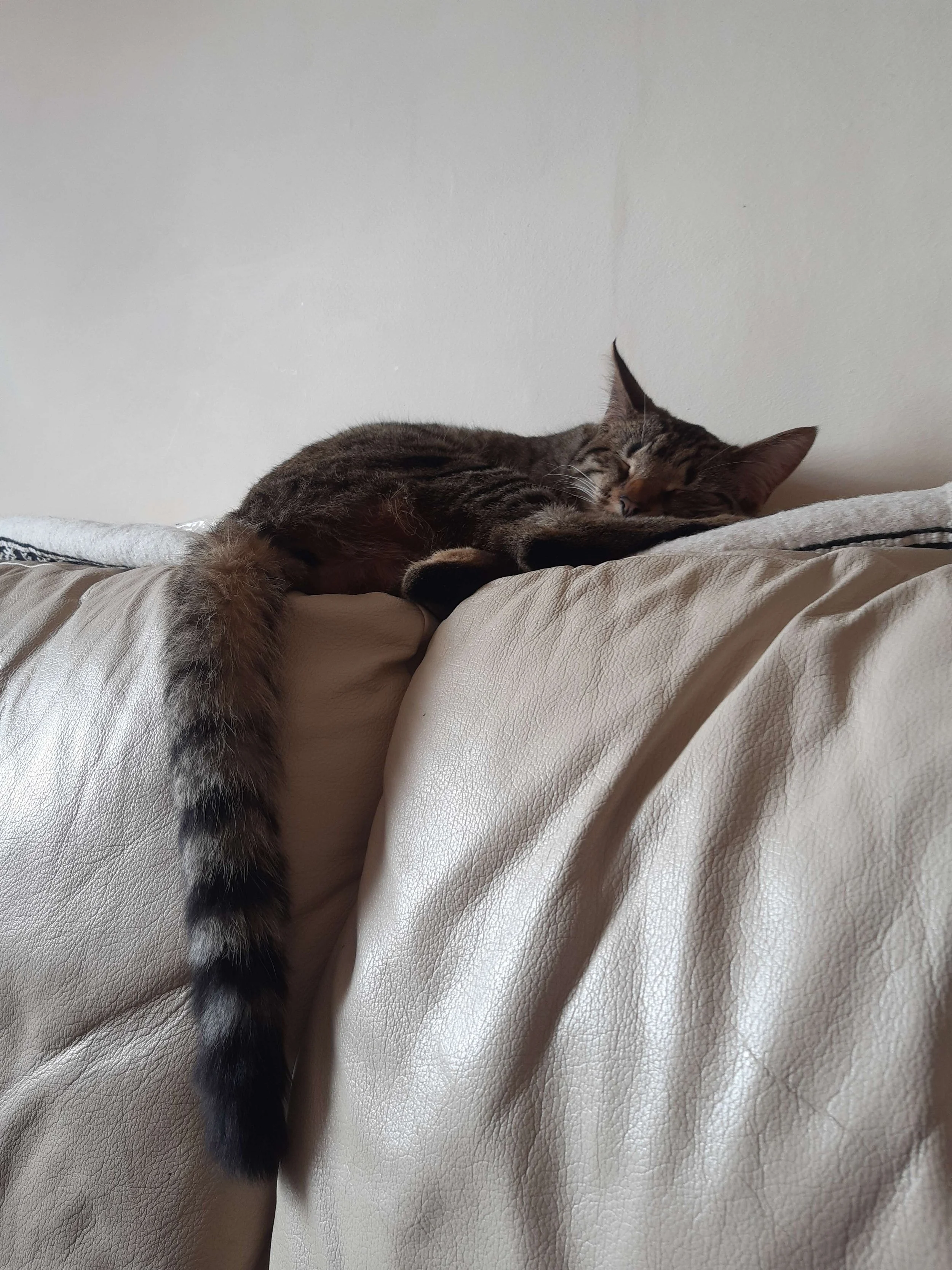 A ring-tailed lemur of a kitten.jpg