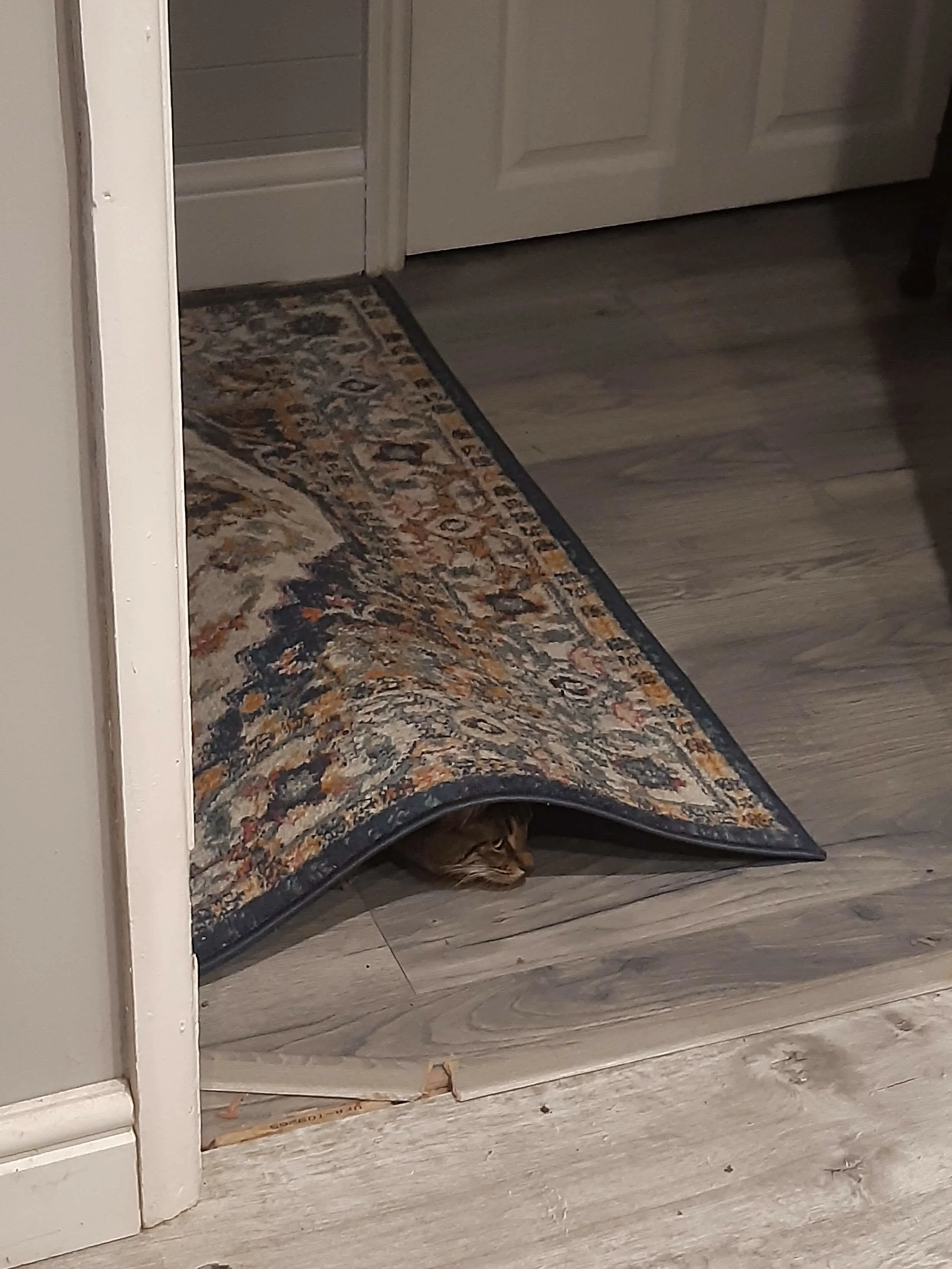 Nothing to see here.jpg