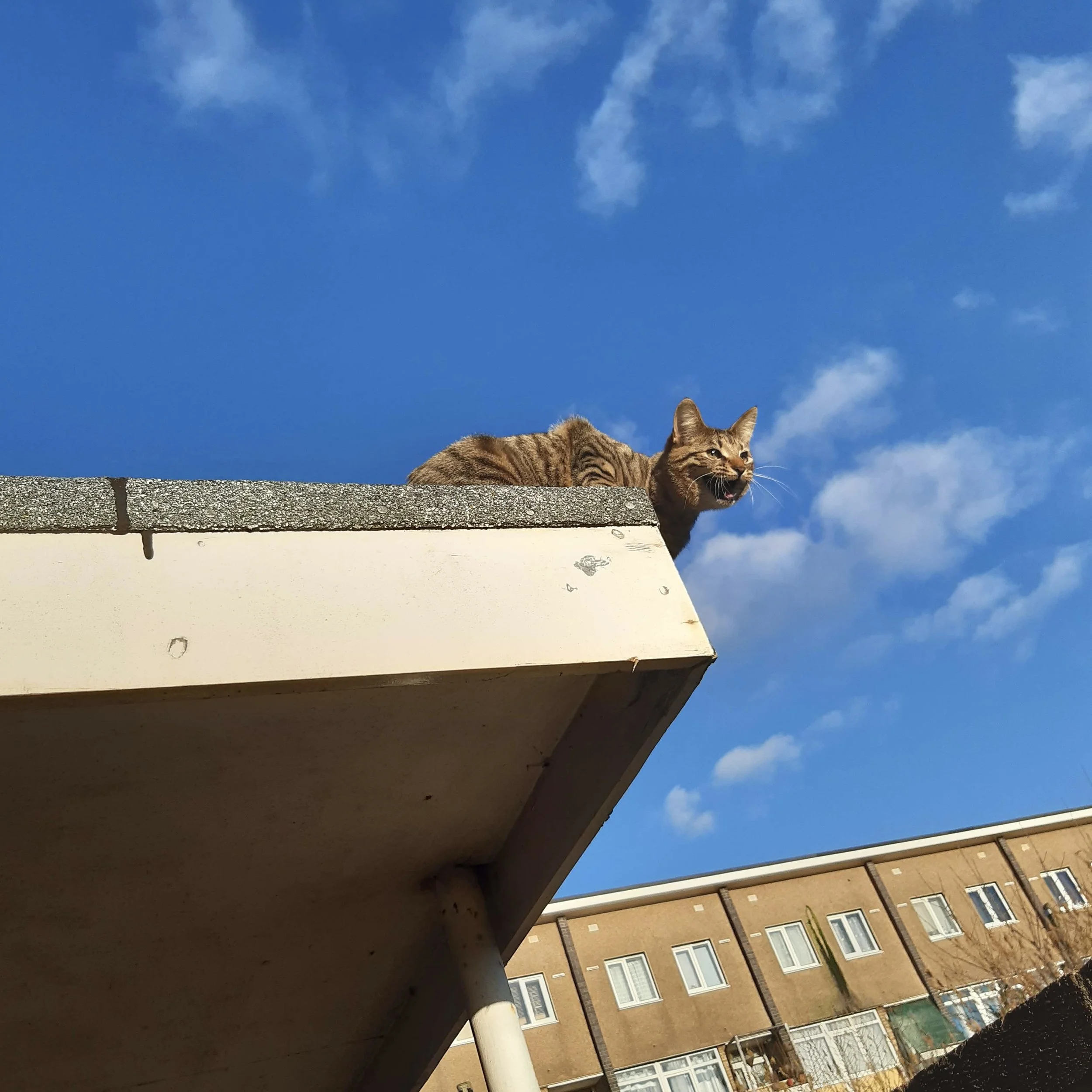 Shouting from the rooftop.jpg