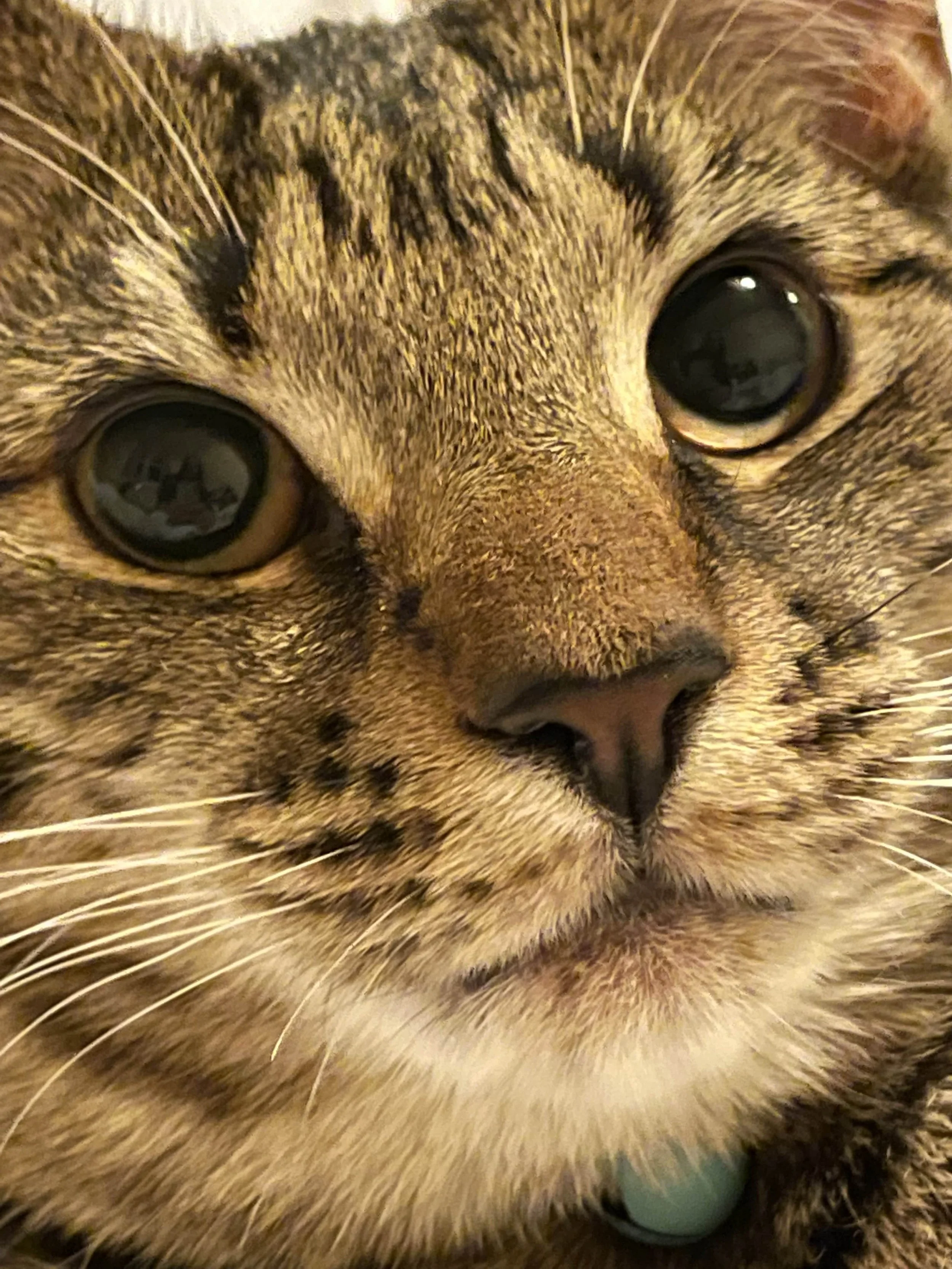 Eyes is in the beauty of the beholder.jpg