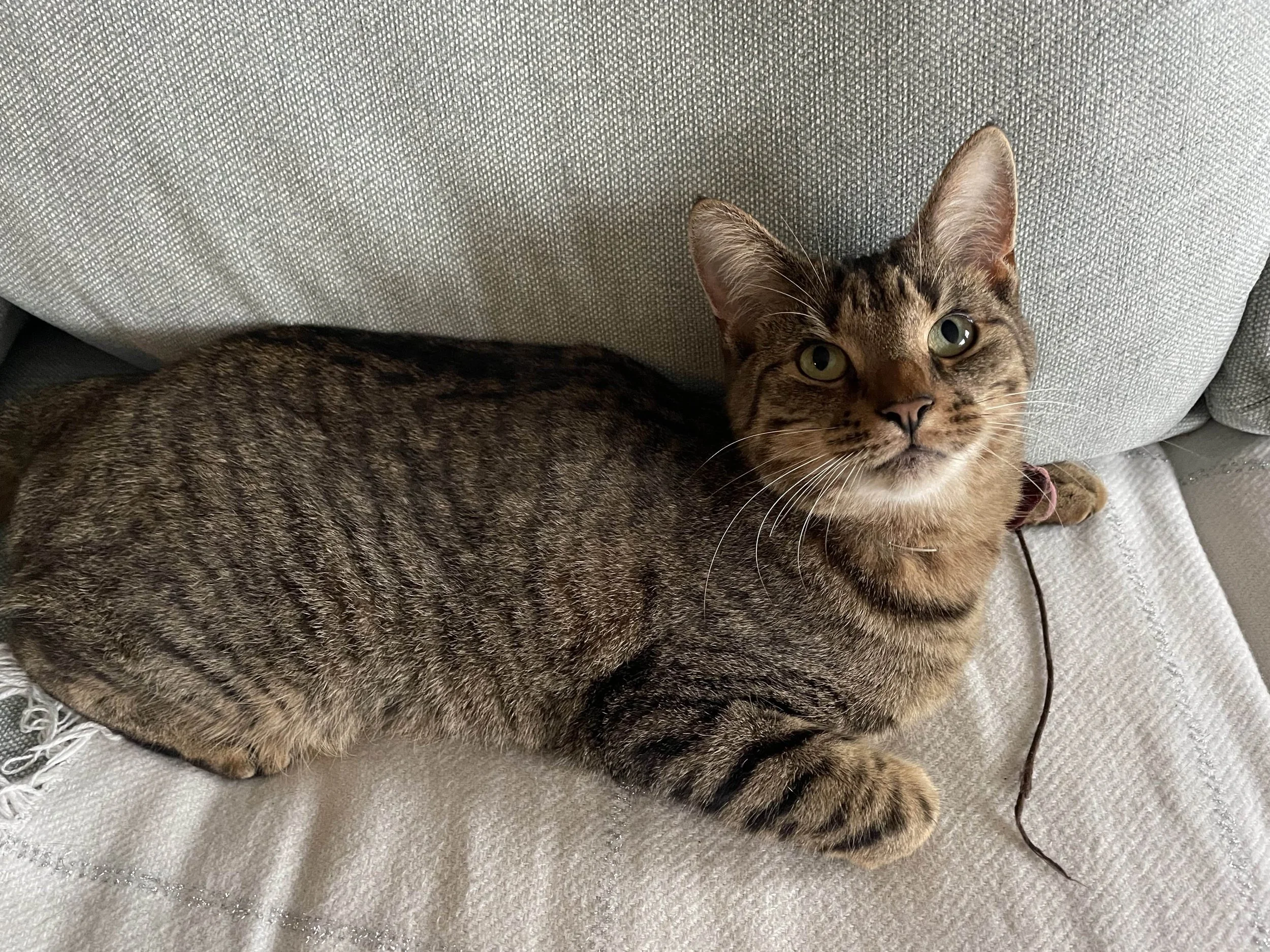 Crunch with her worm (her favourite thing ever).jpg