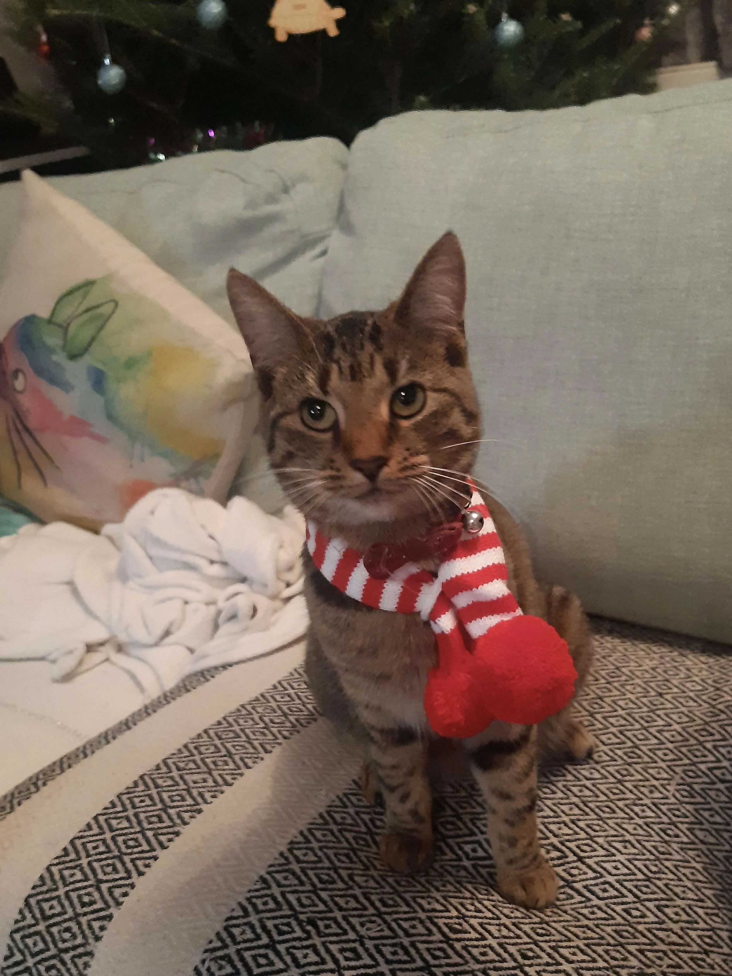 The Christmas baby.jpg