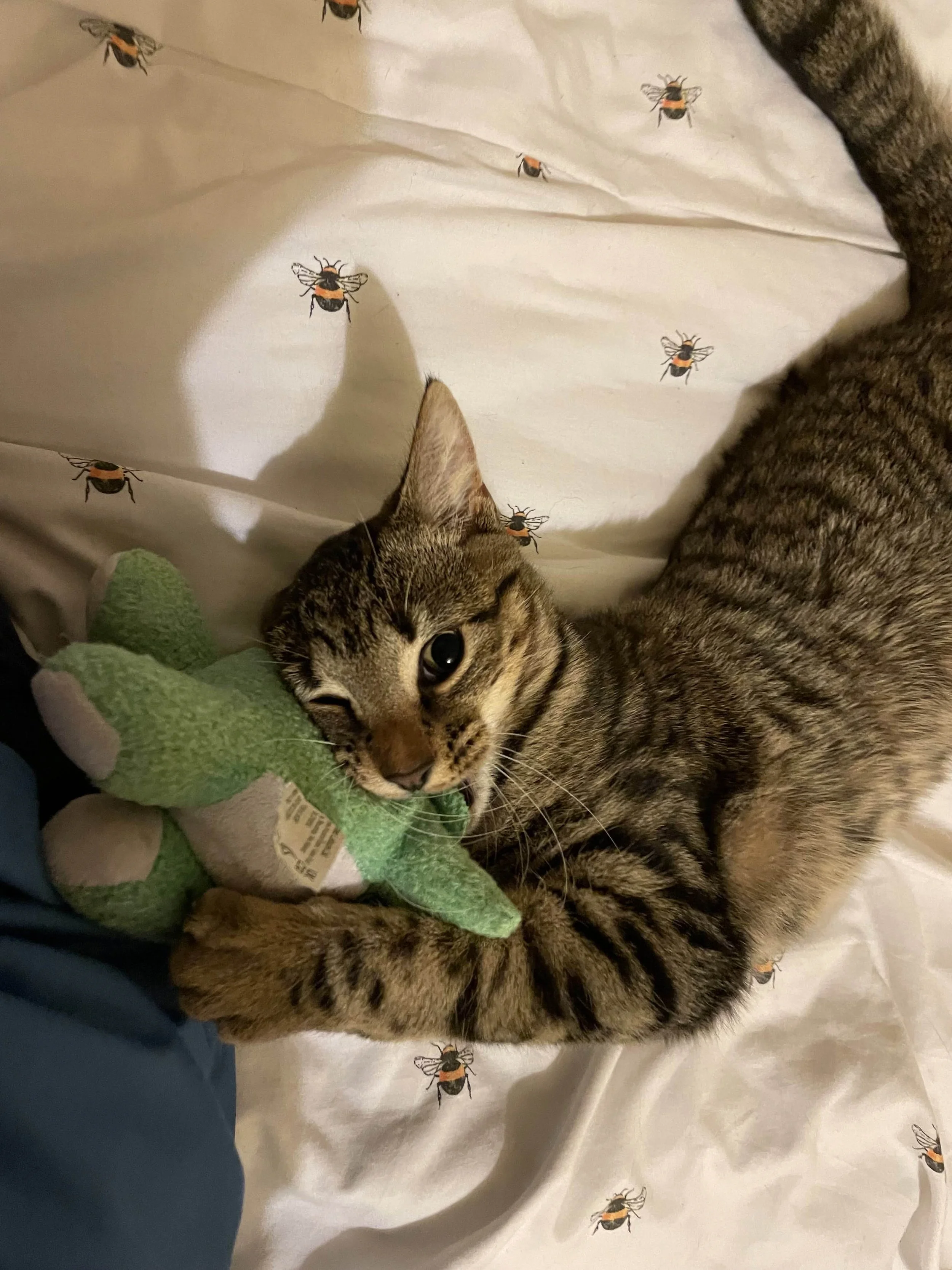 Kitten with big Finn.jpg