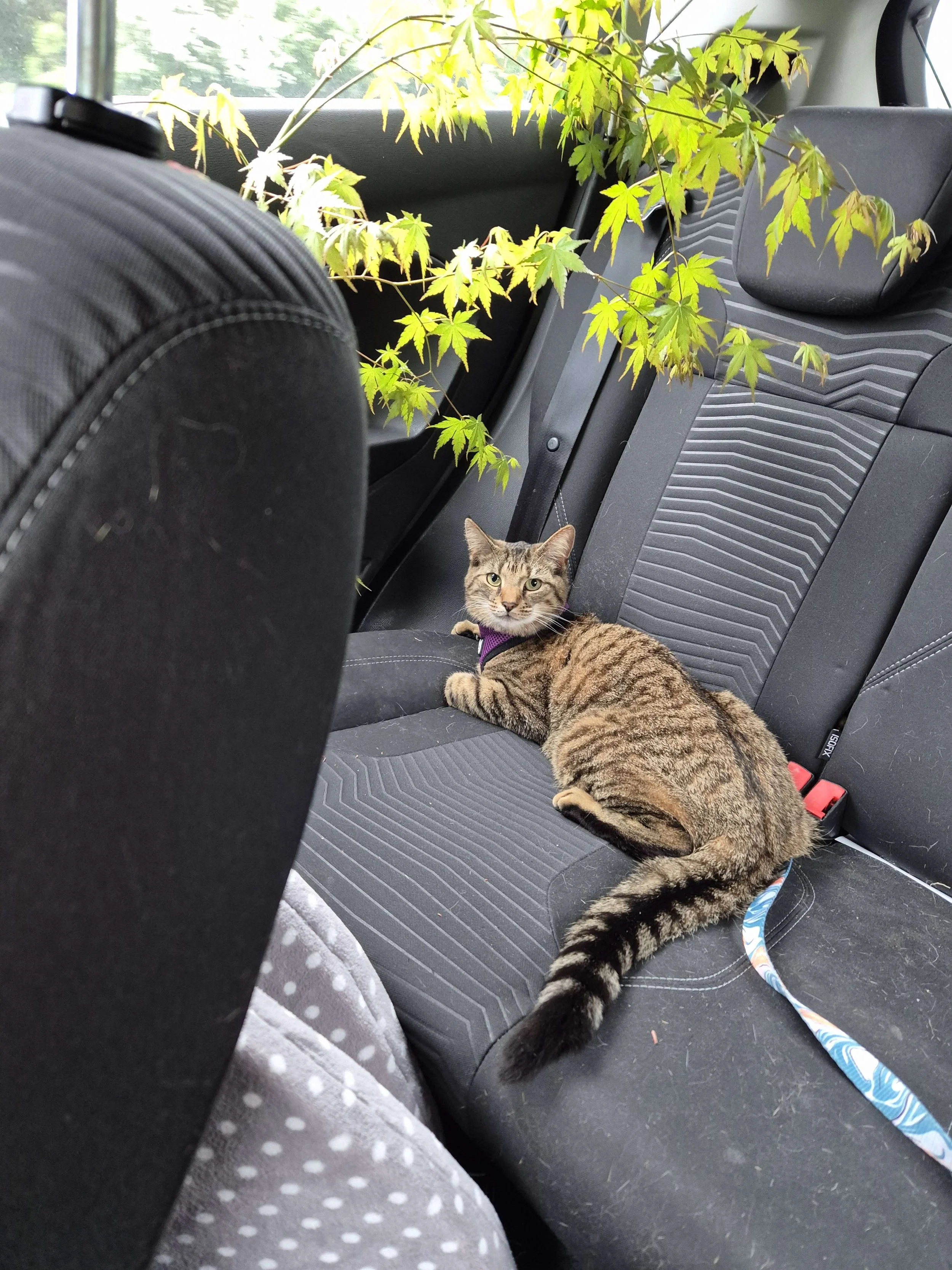 A car adventurer.jpg
