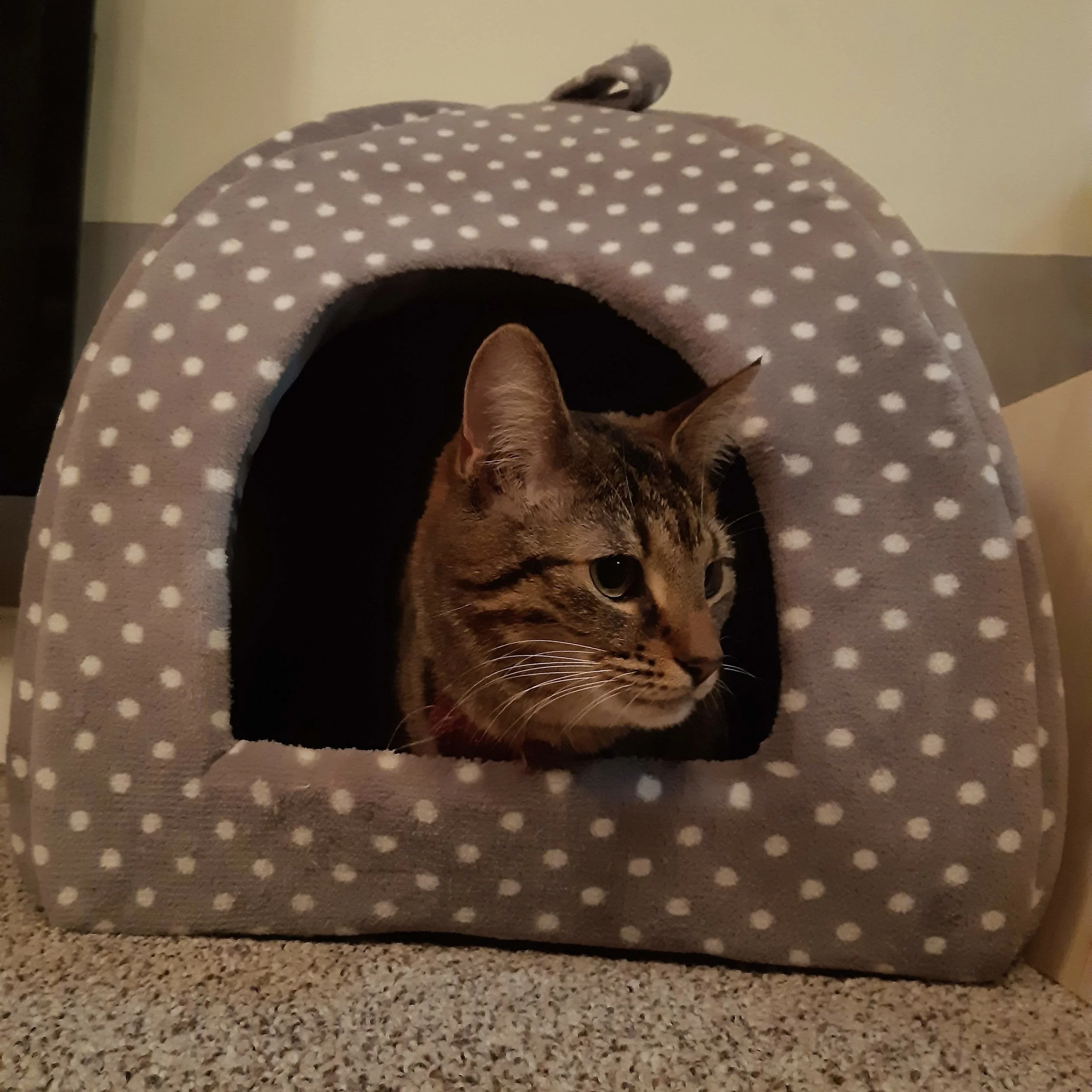 Igloo girl.jpg