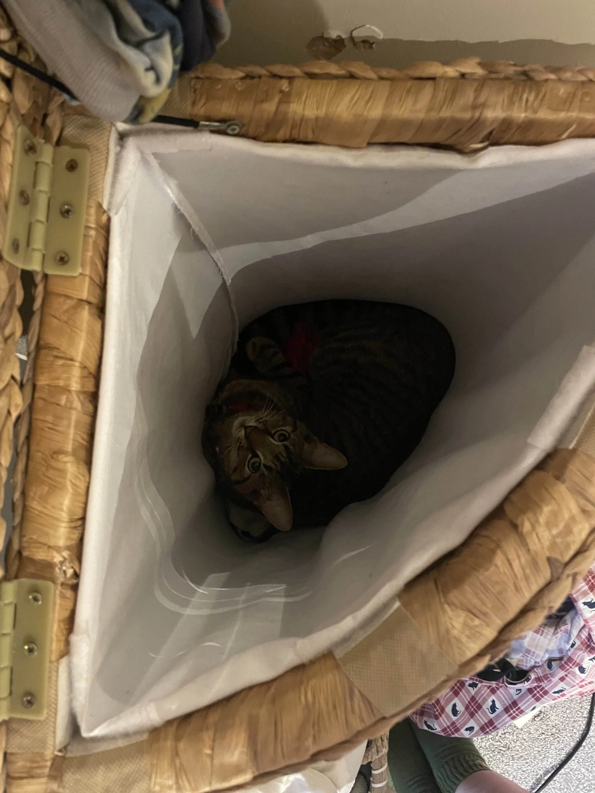 She is still laundry.jpg