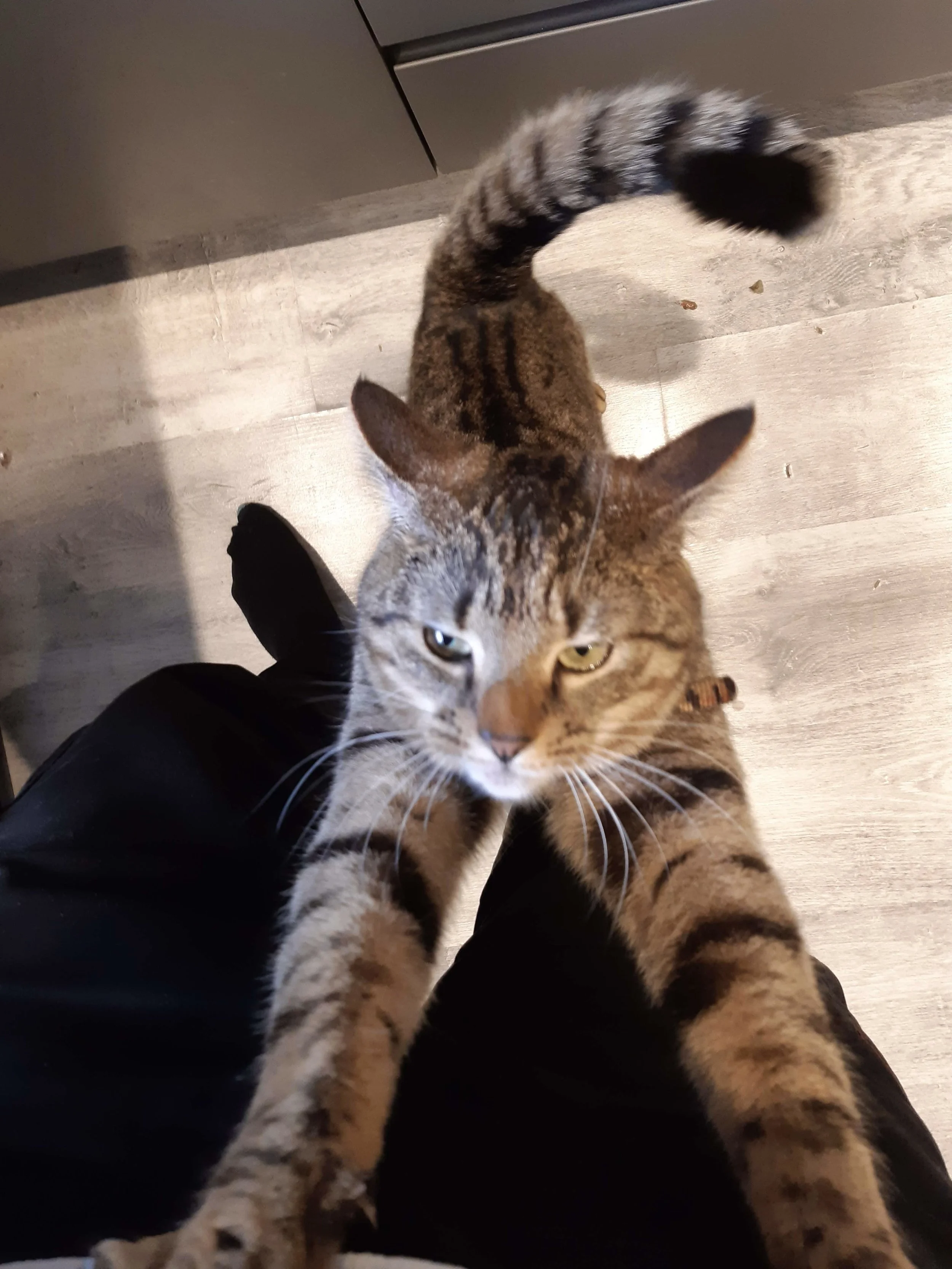 She always wants uppies.jpg