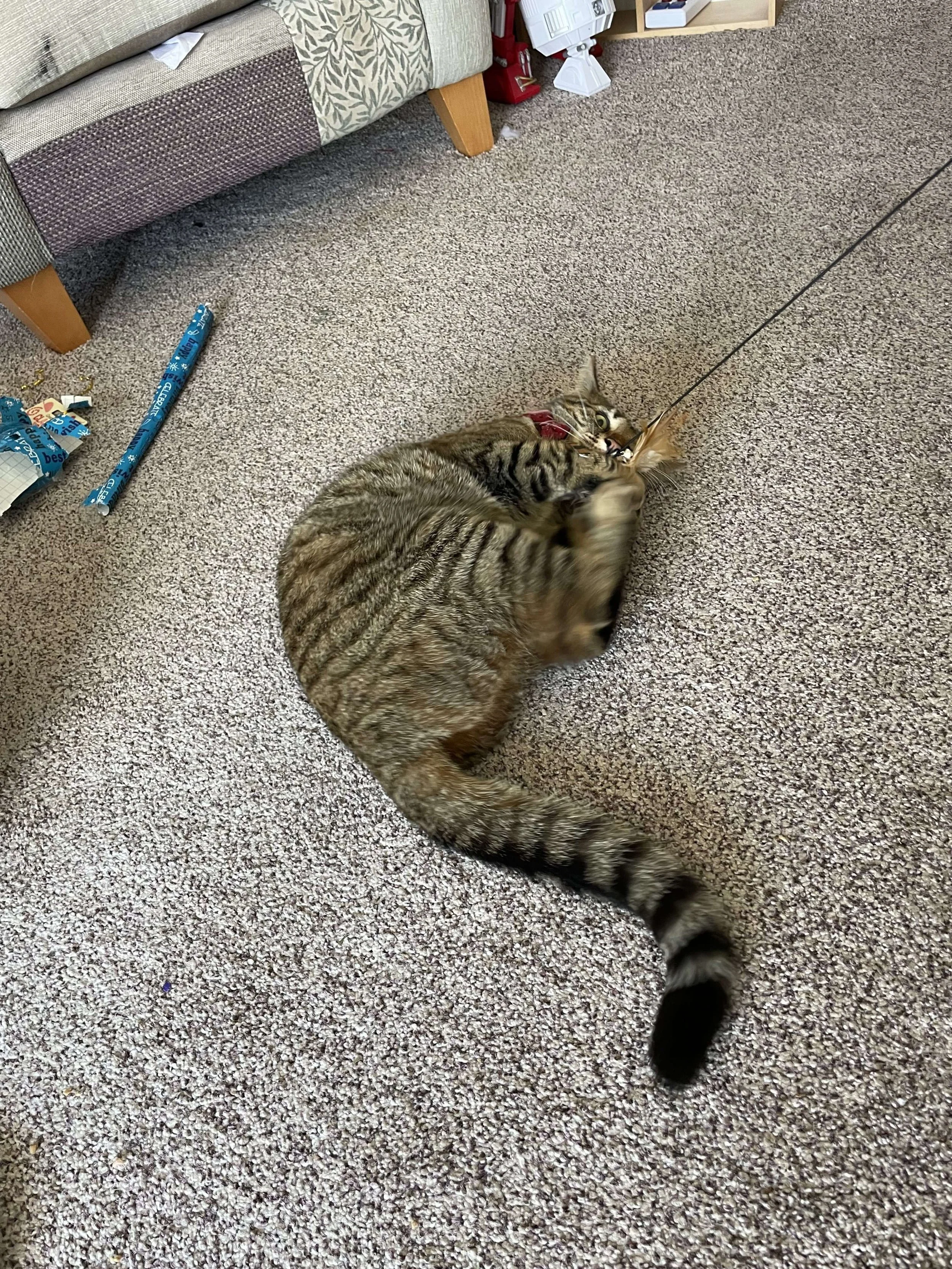 Loving her new toy.jpg
