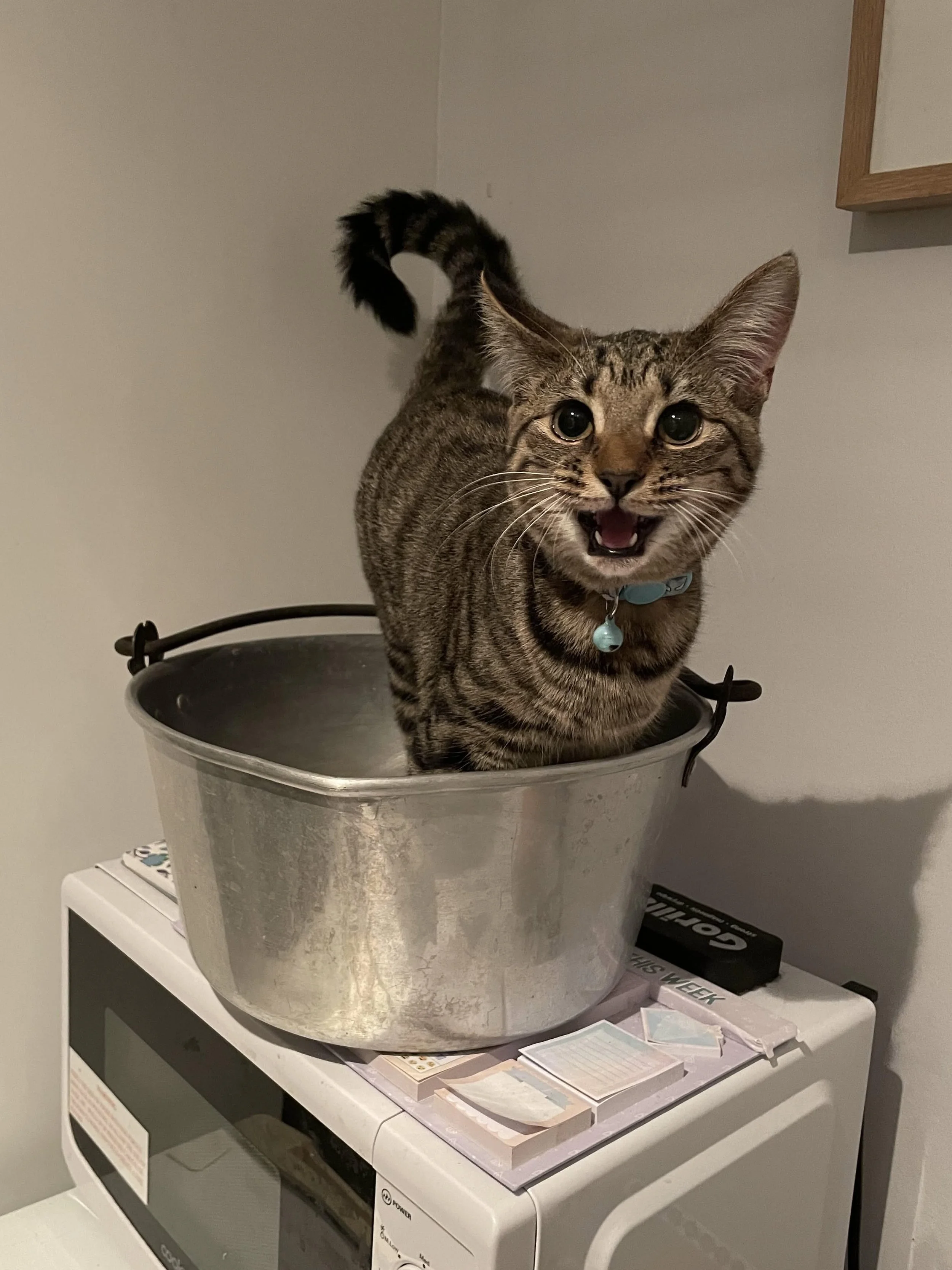The cat wants to be cooked!!!.jpg