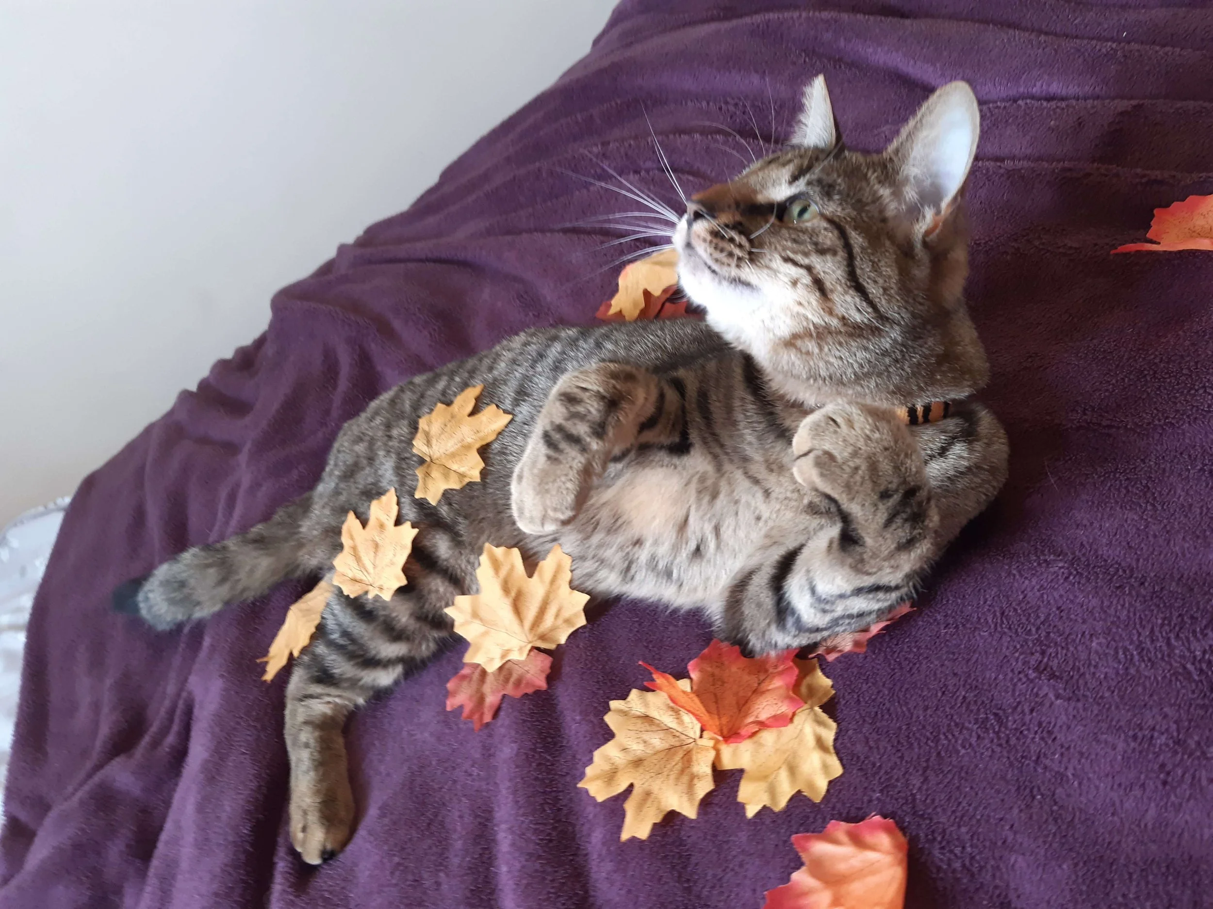 Autumnal photo-shoot.jpg