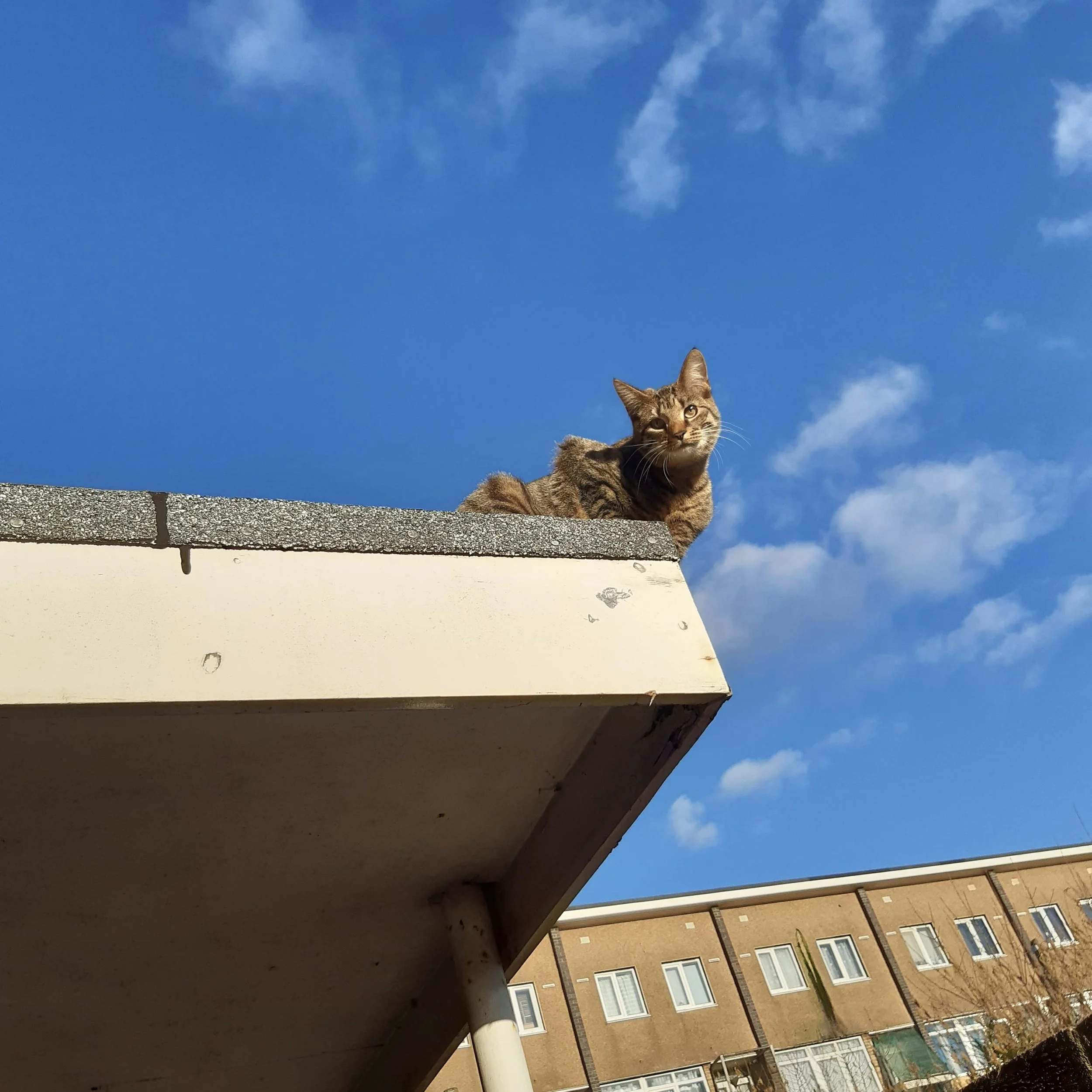 On the rooftop.jpg
