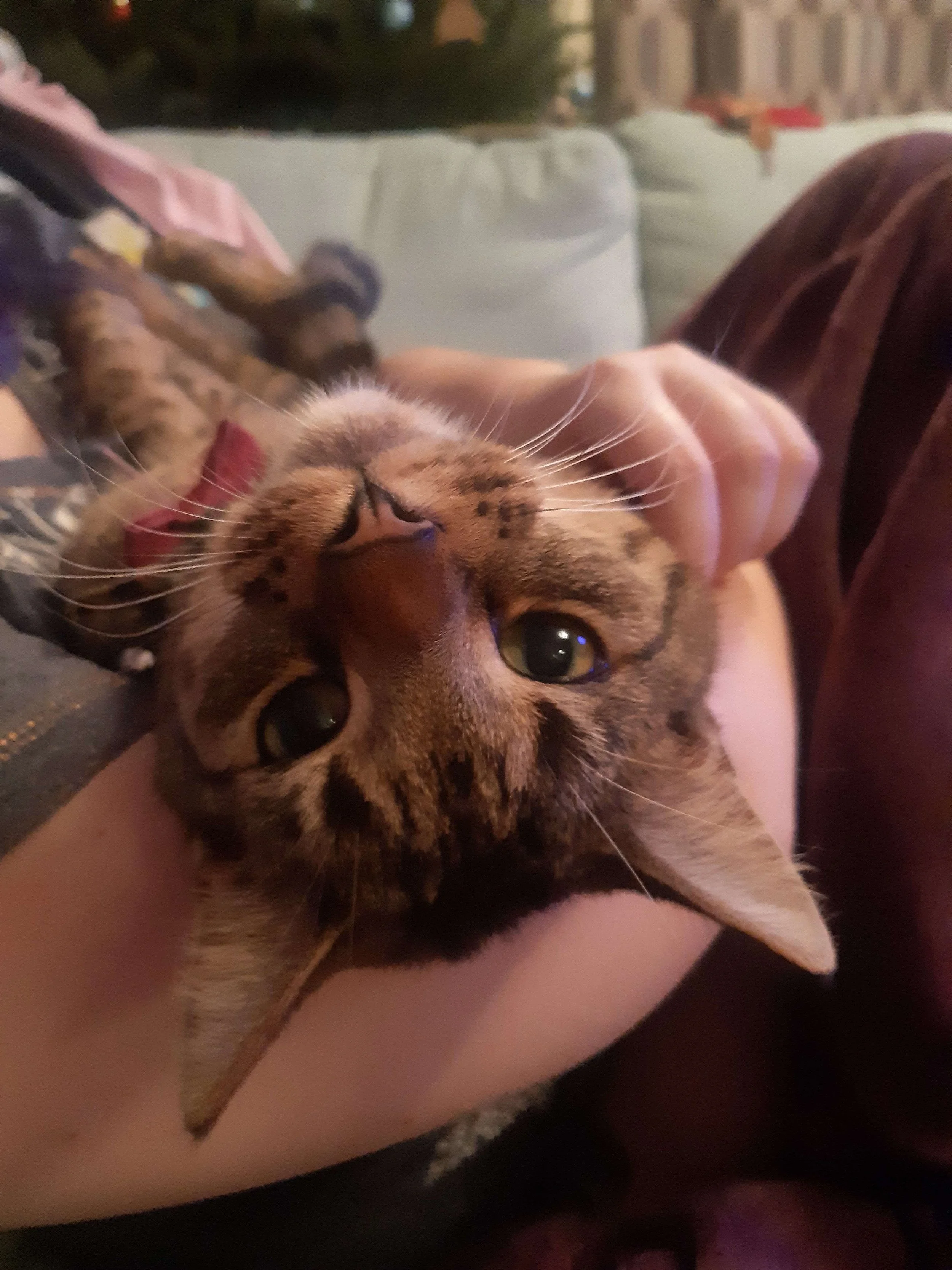 She loves a cuddle.jpg