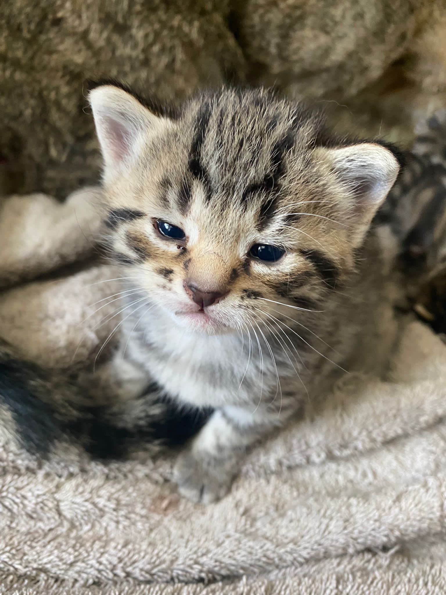 Teeny tiny baby Crunch.jpg