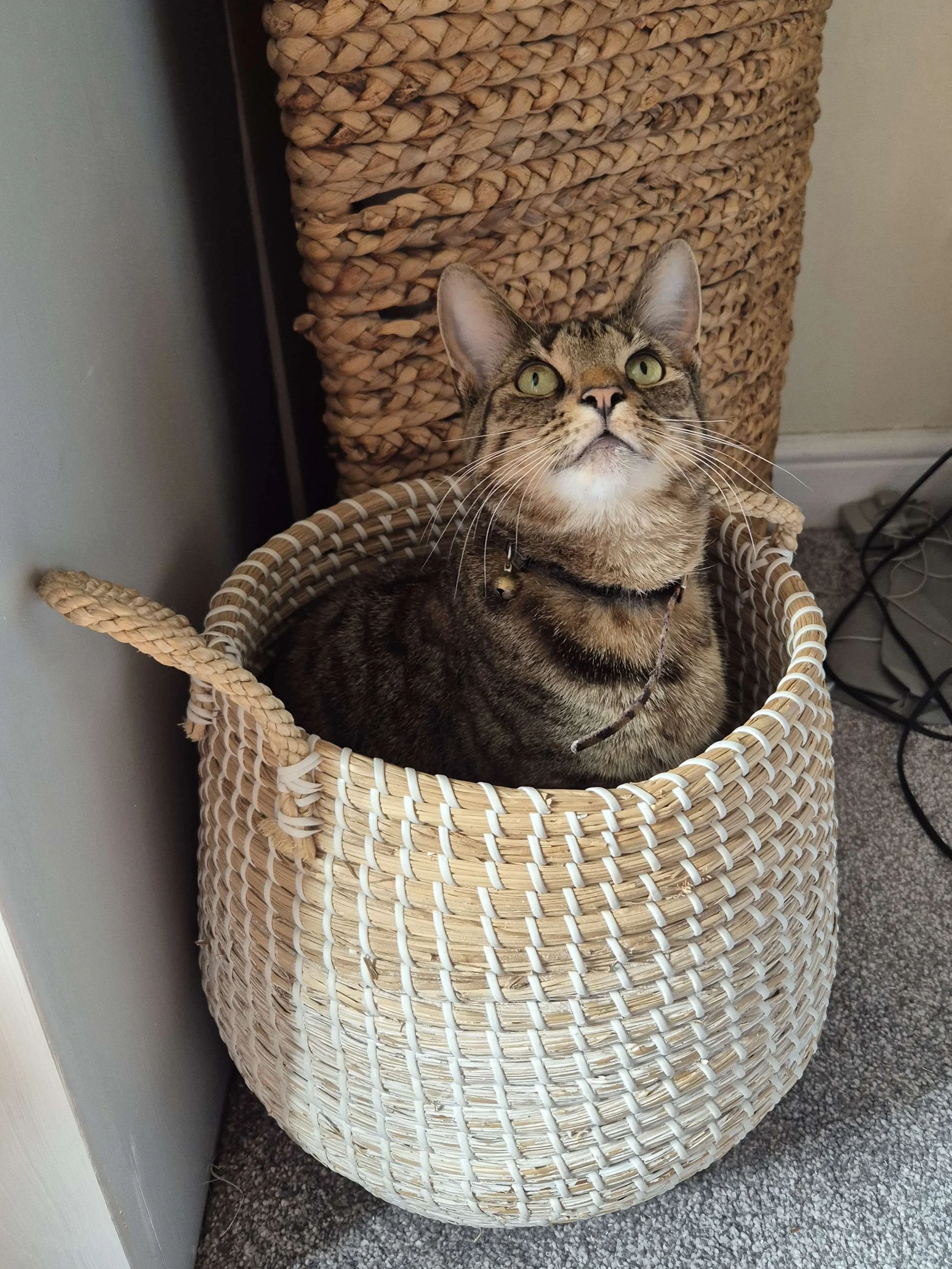She is laundry.jpg