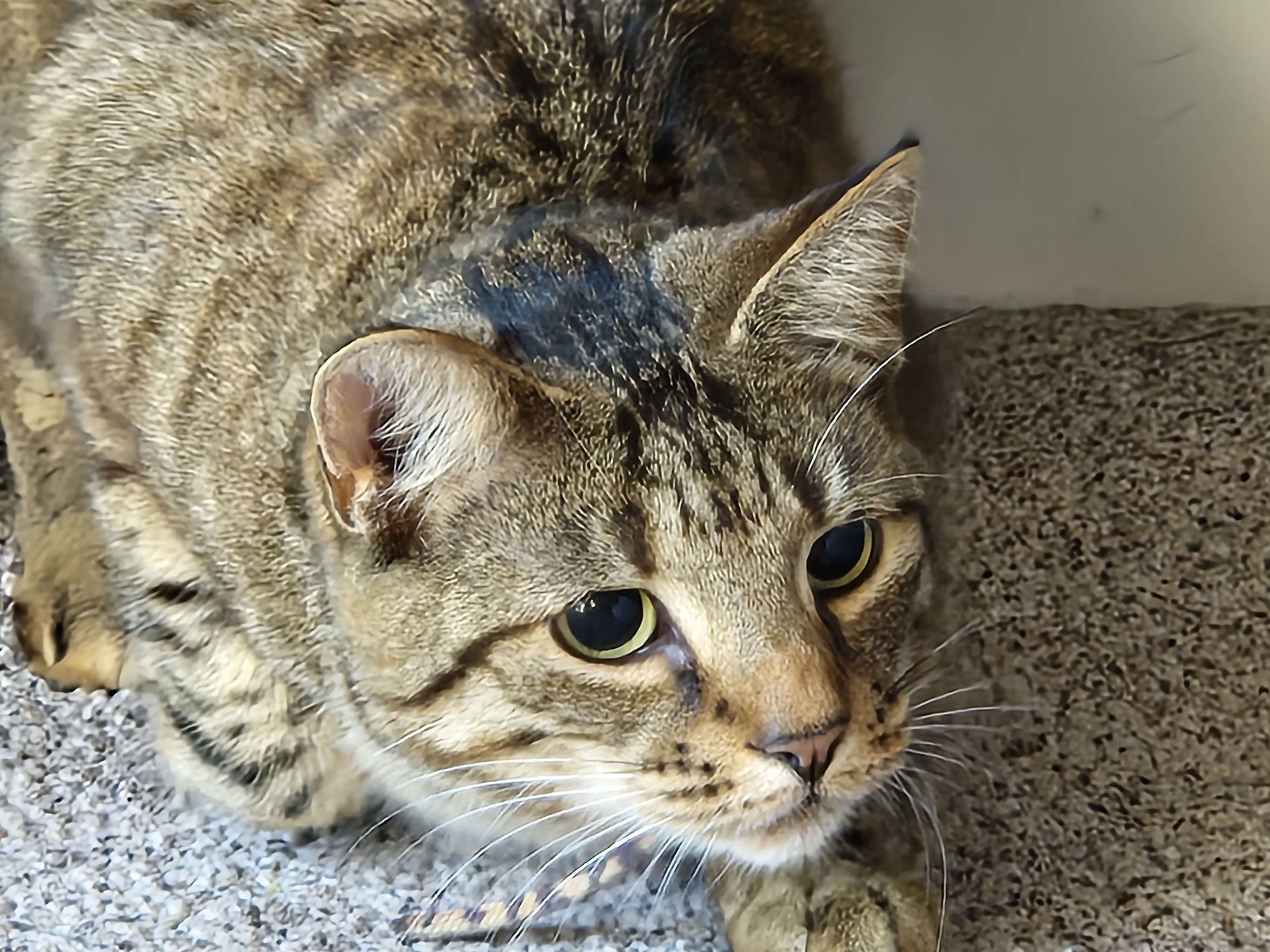 Dinner plate eyes.jpg