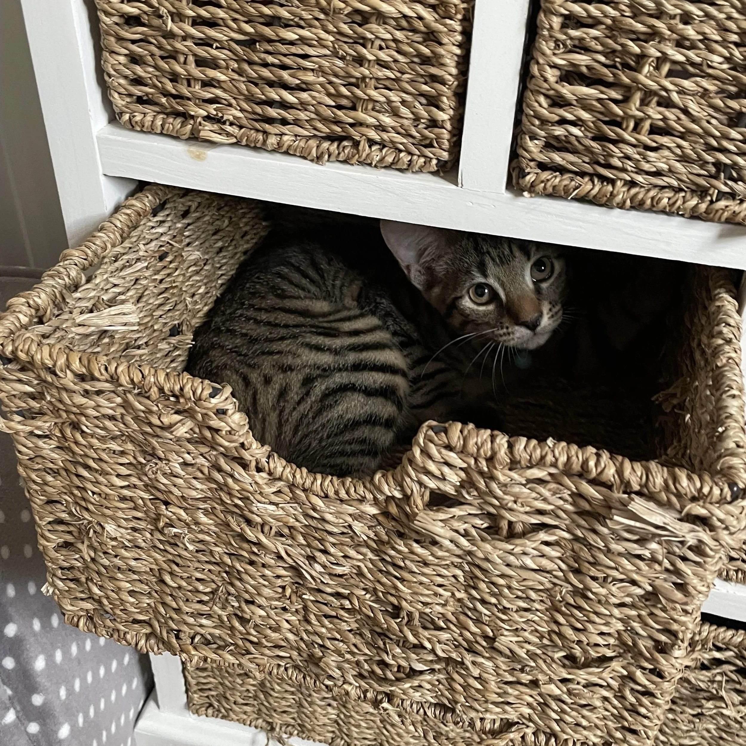 Basket girl.jpg