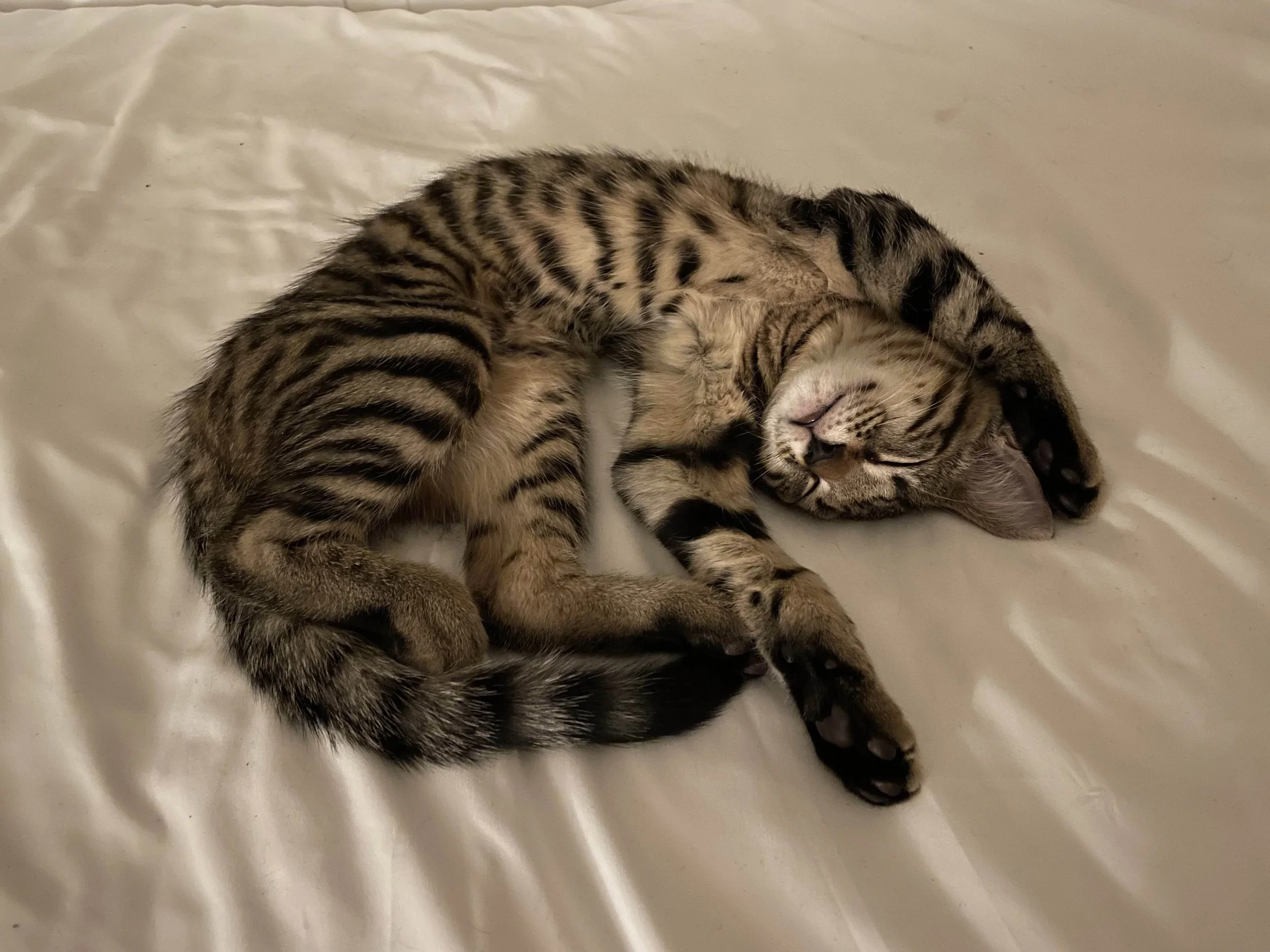 Sleepy kitten.jpg