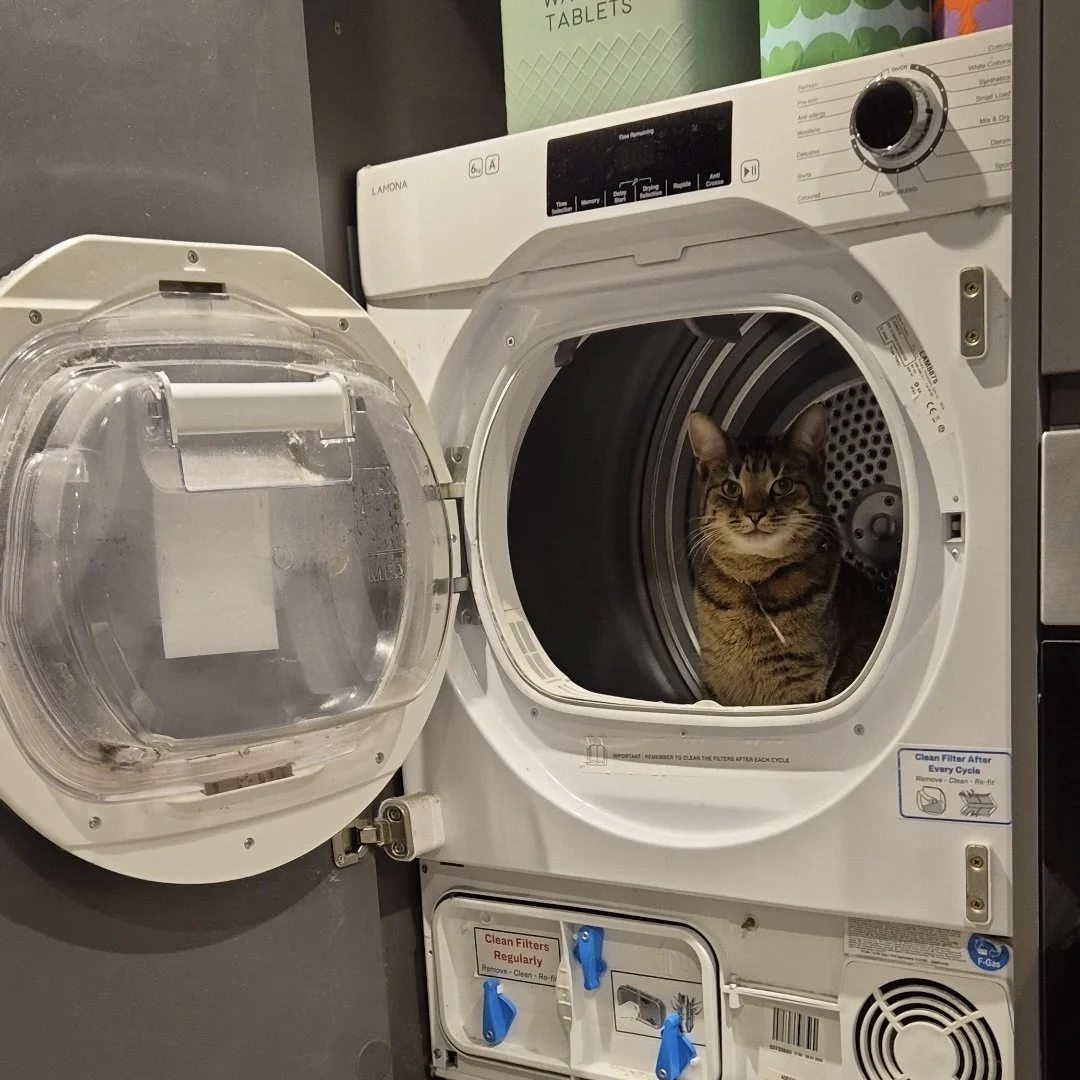Grown ass cat in a spaceship.webp