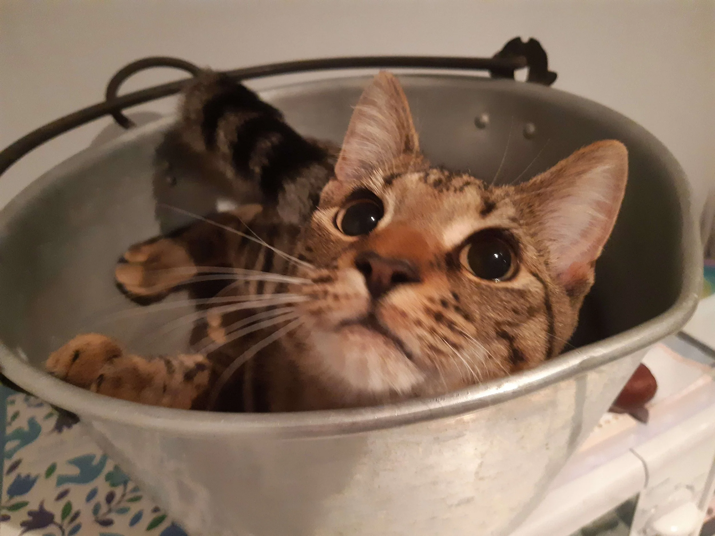 The cat wants to be cooked.jpg