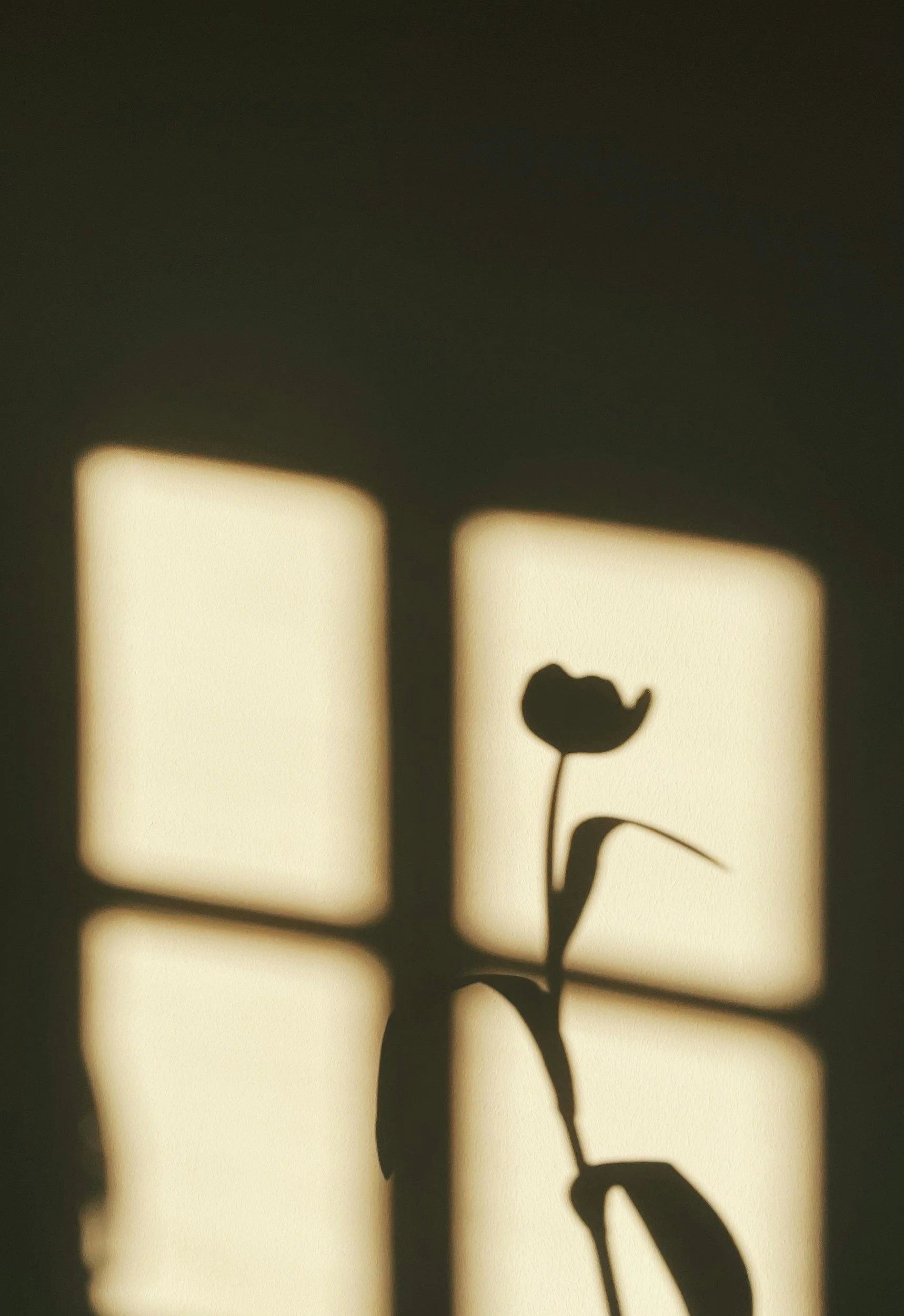 Silhouette of a single flower with leaves in front of illuminated window panes.
