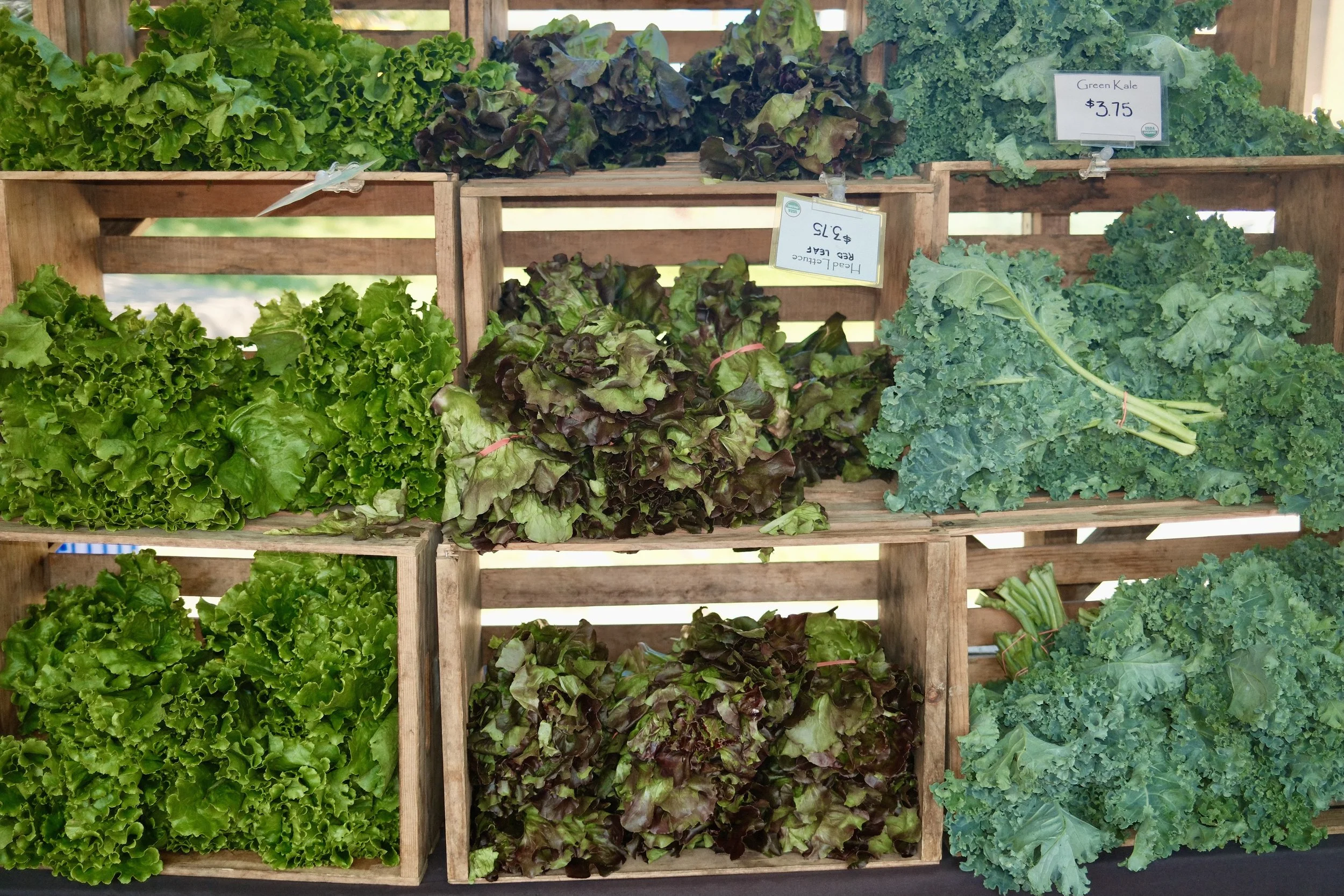 organic lettuce at the easton farmers market