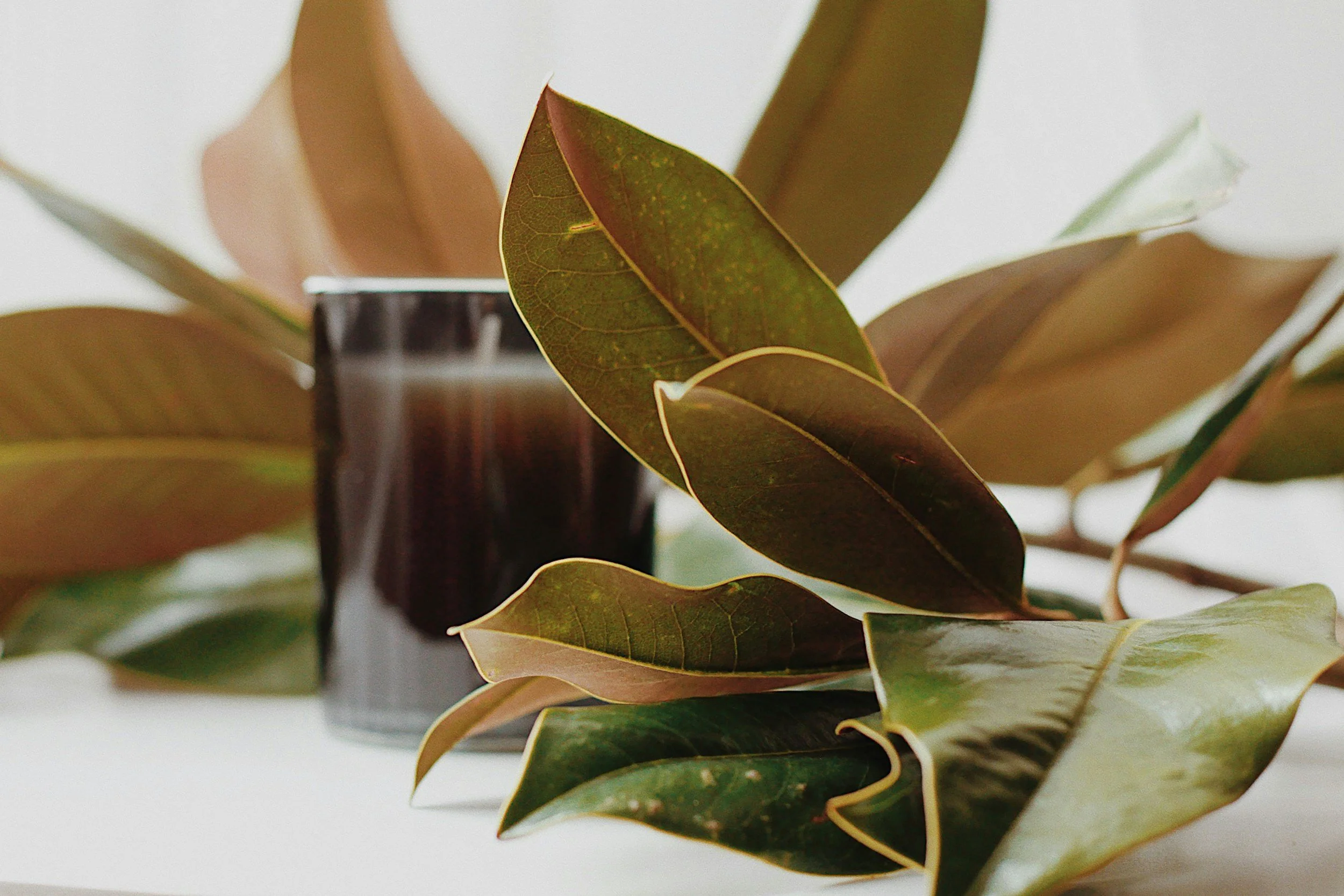 Close-up of a potted green plant with large, glossy, variegated leaves on a white surface.