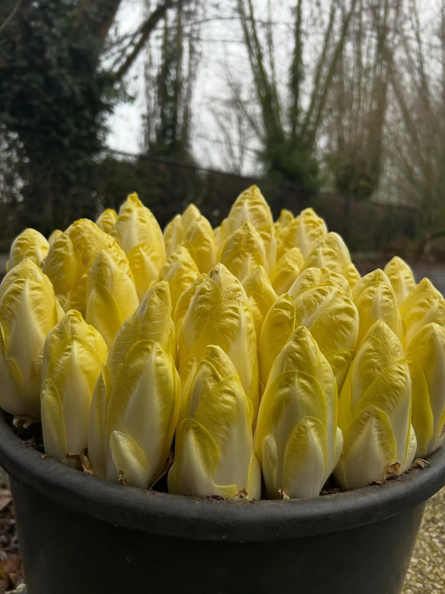 Witloof kweken van wortels 